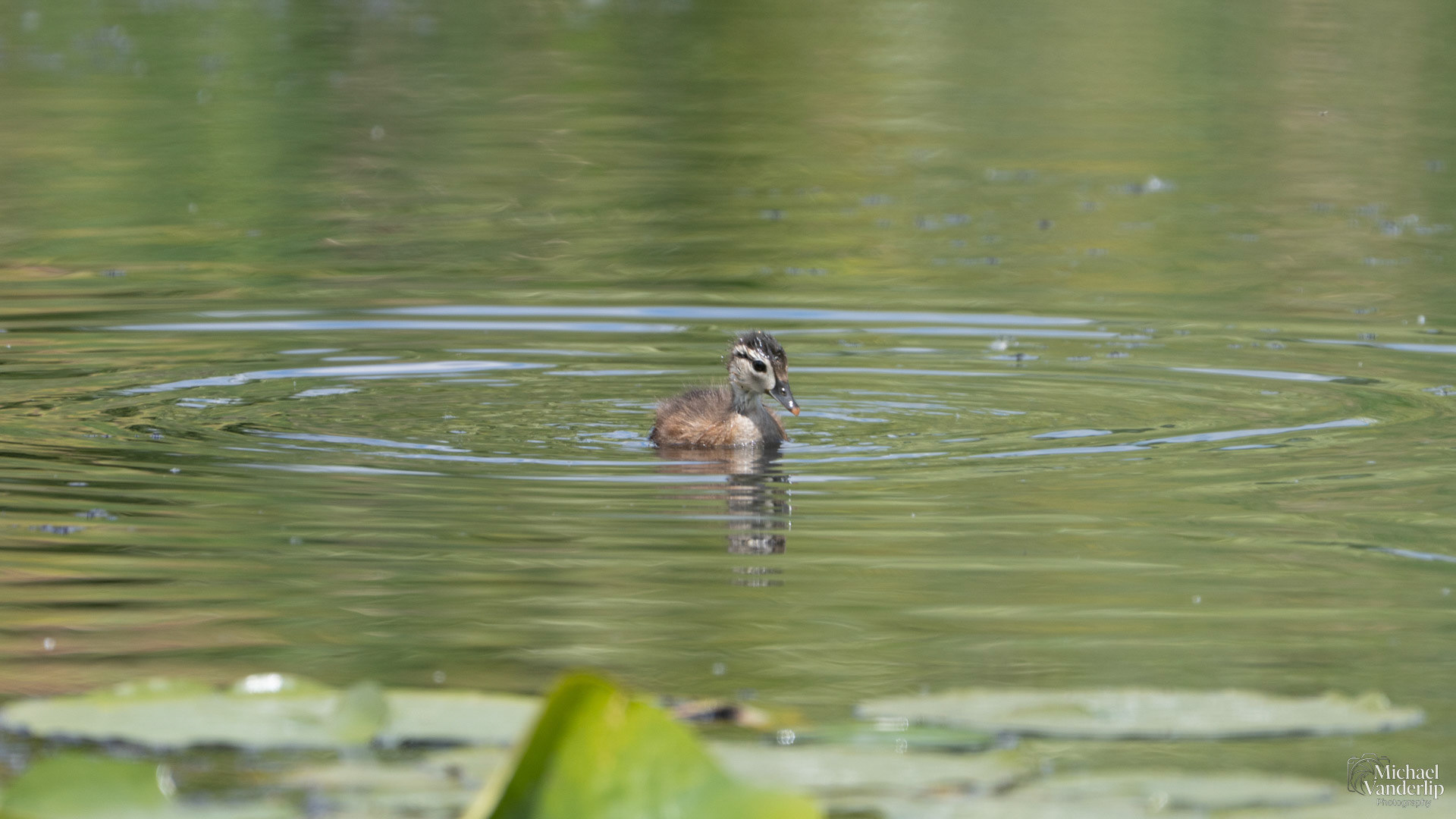 Wood Duckling along the Bear Creek Greenway near Talent, Oregon.