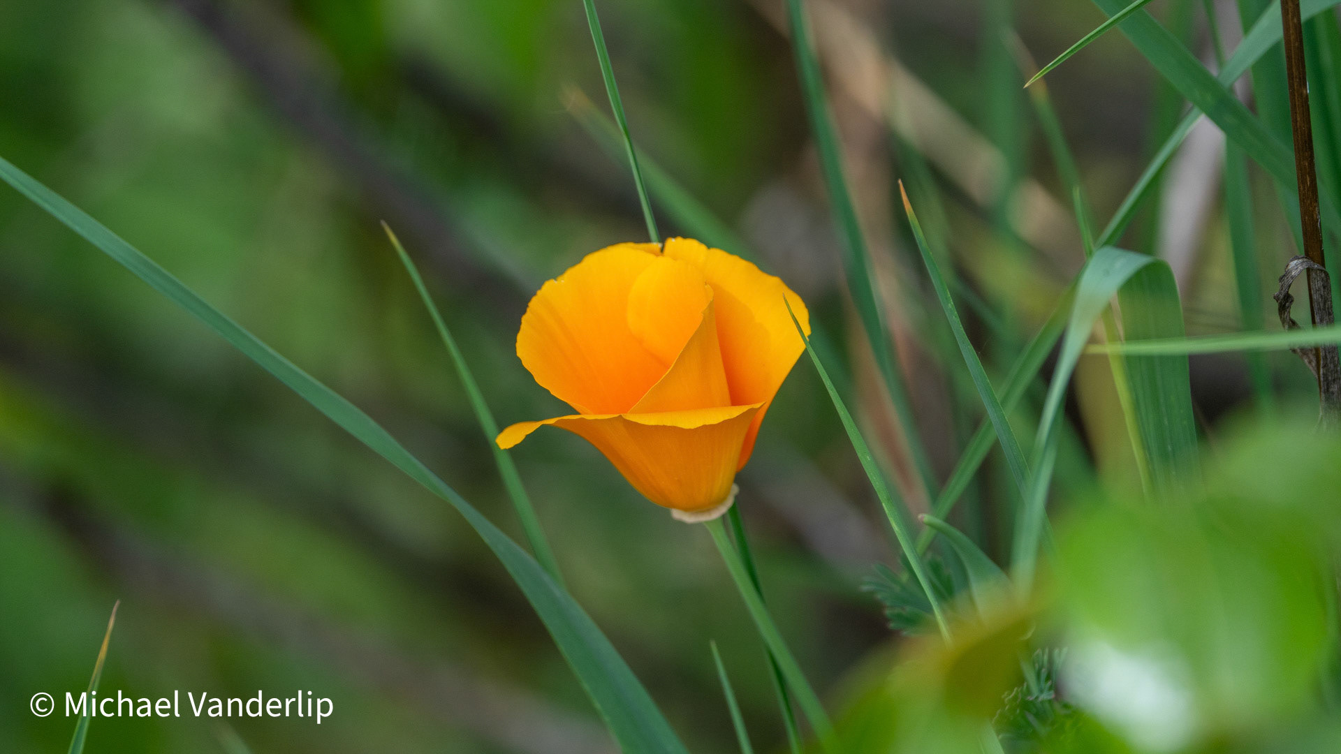 California Poppy along the Bear Creek Greenway near Talent.