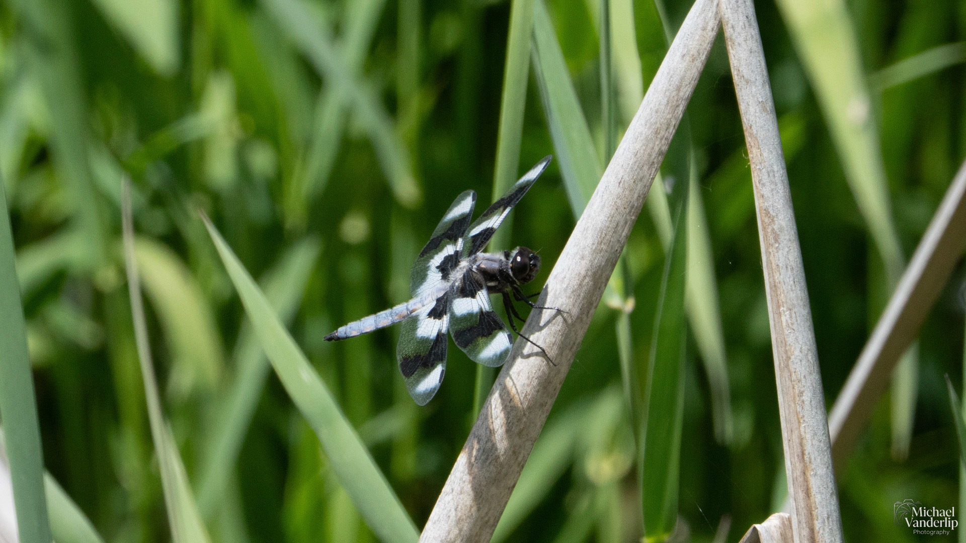 Twelve-Spotted Skimmer Dragonfly along the Bear Creek Greenway near Talent, Oregon.