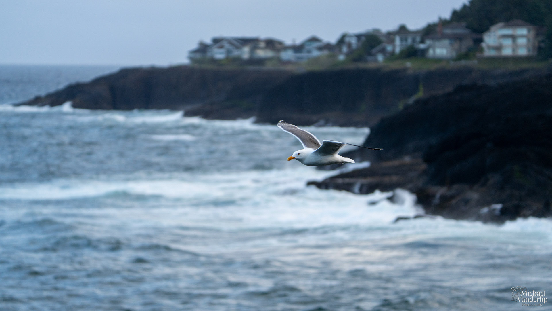 Seagull on the coast near Depoe Bay, Oregon.