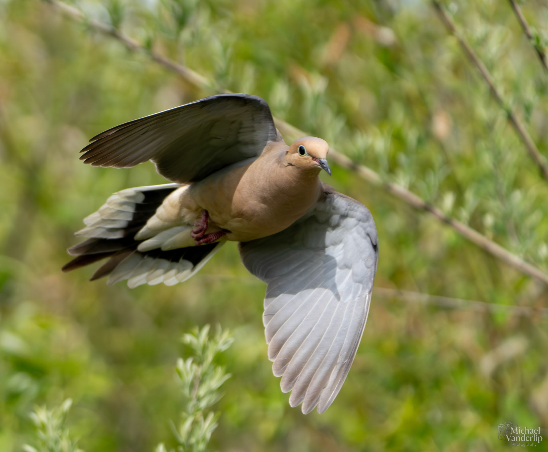 Mourning Dove along the Bear Creek Greenway near Talent, Oregon.