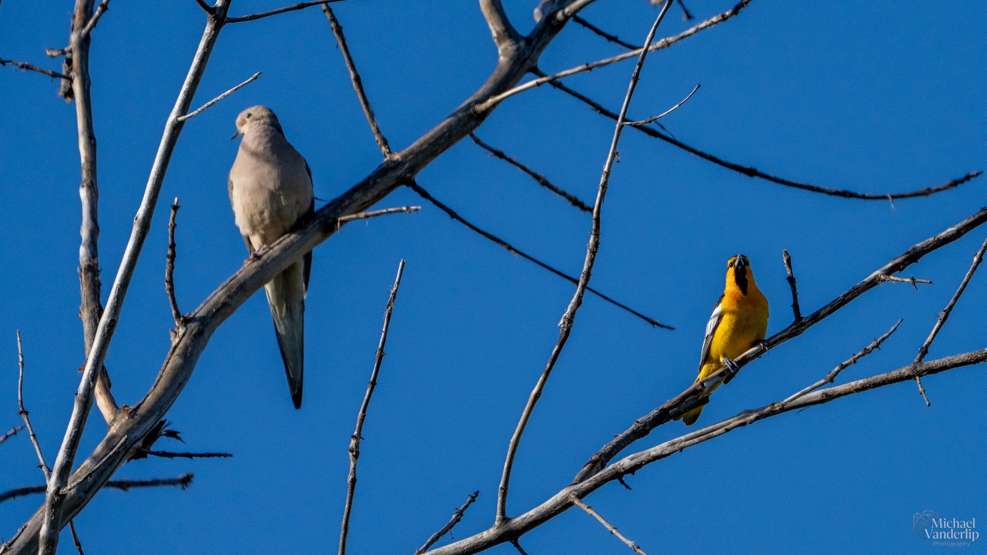 Bullock's Oriole and Mourning Dove along the Bear Creek Greenway near Talent, Oregon.
