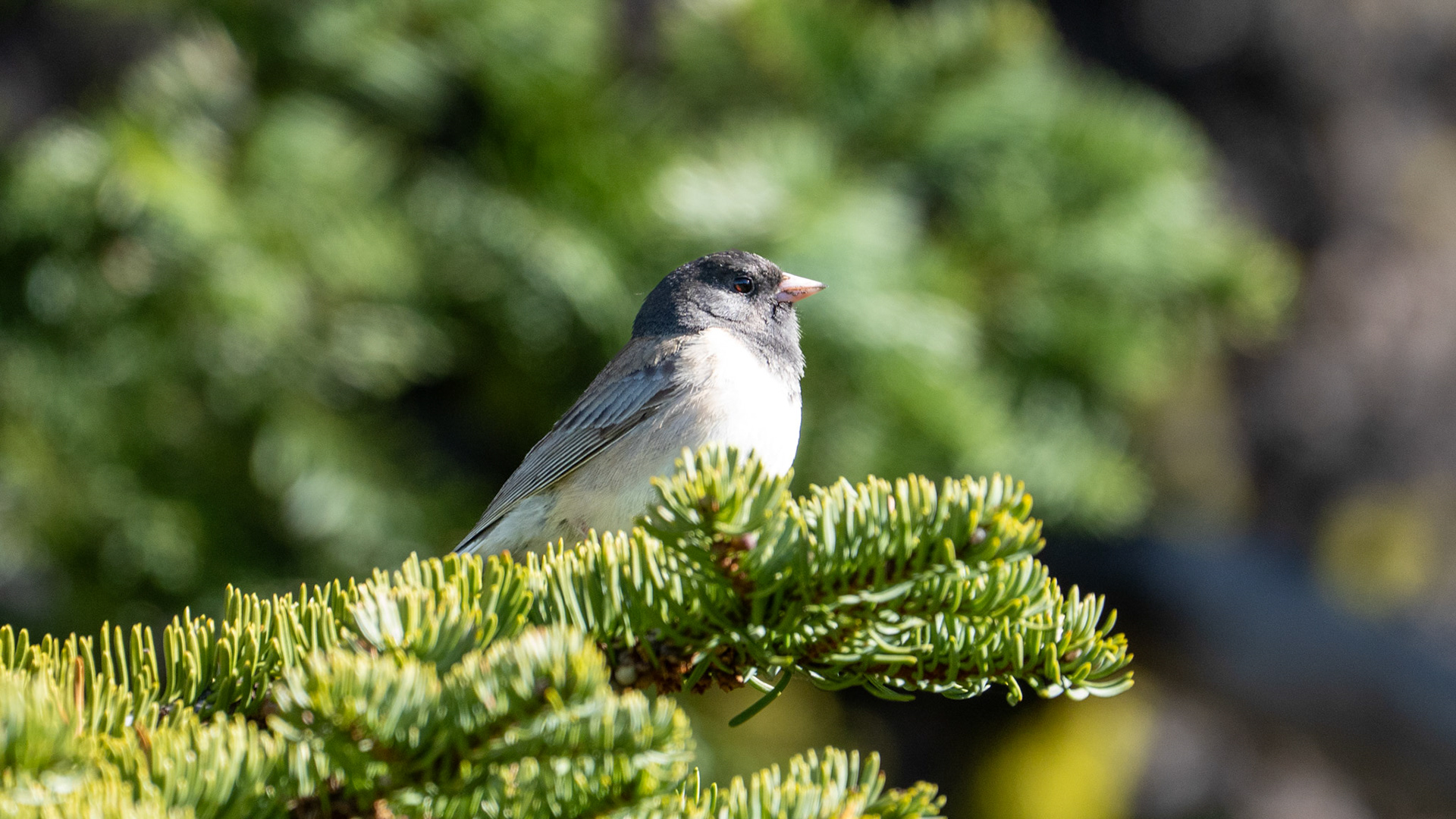 Dark-Eyed Junco along the Pacific Crest Trail near Mt. Ashland, Oregon.