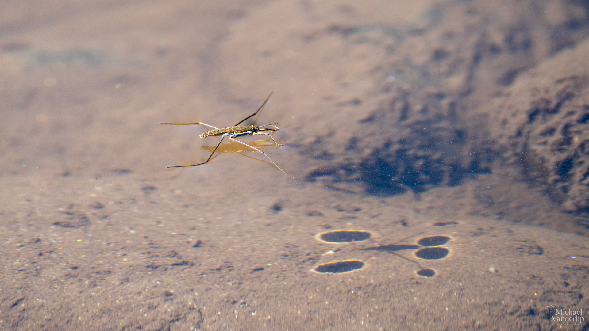 Water Strider onlong the Bear Creek Greenway near Talent, Oregon.