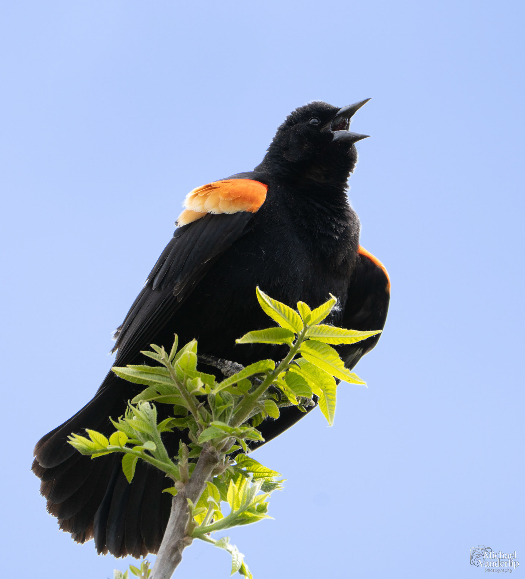 Red Winged Black Bird along the Bear Creek Greenway near Talent, Oregon.