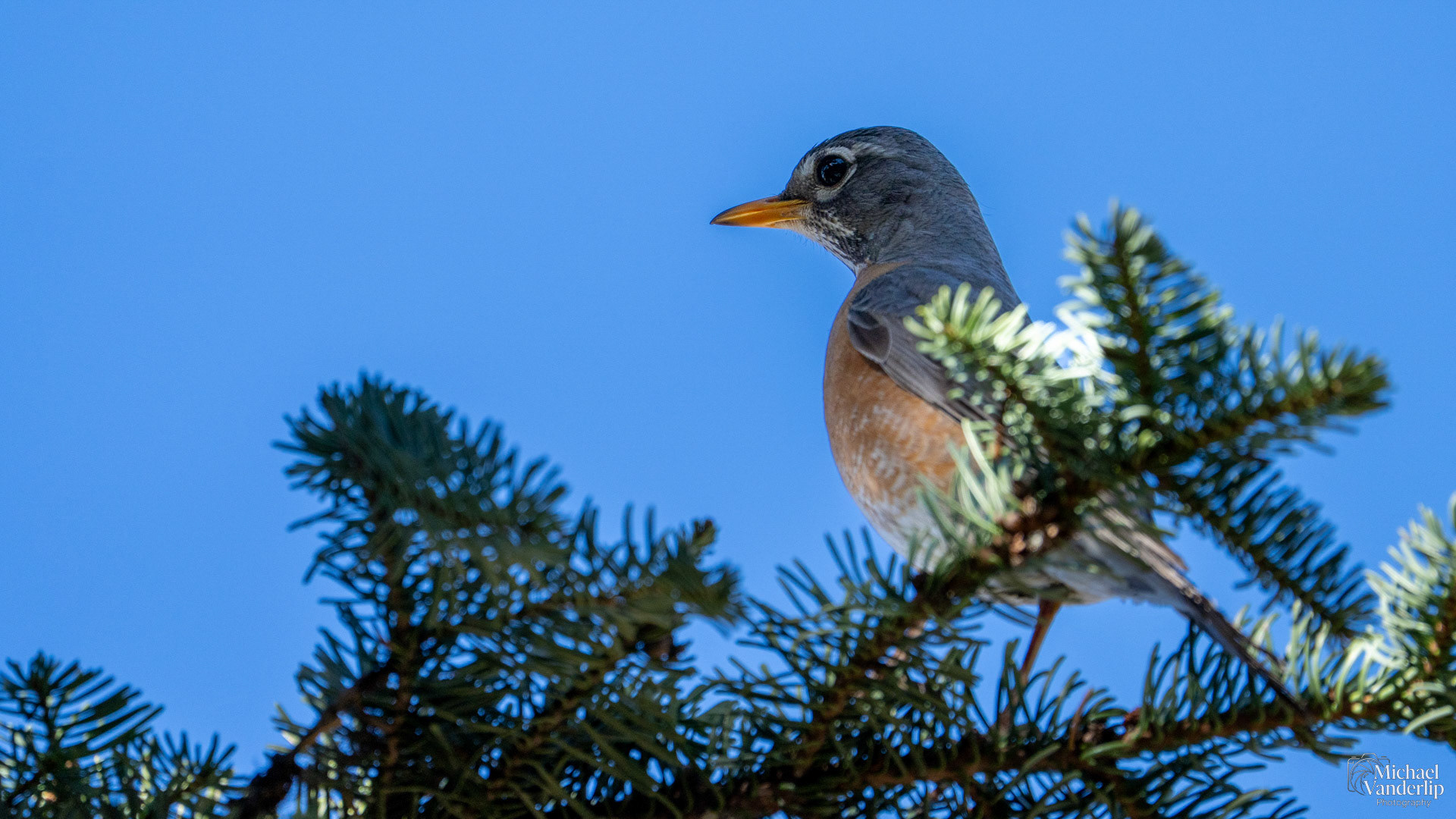 American Robin along the Pacific Crest Trail near Mt. Ashland, Oregon.