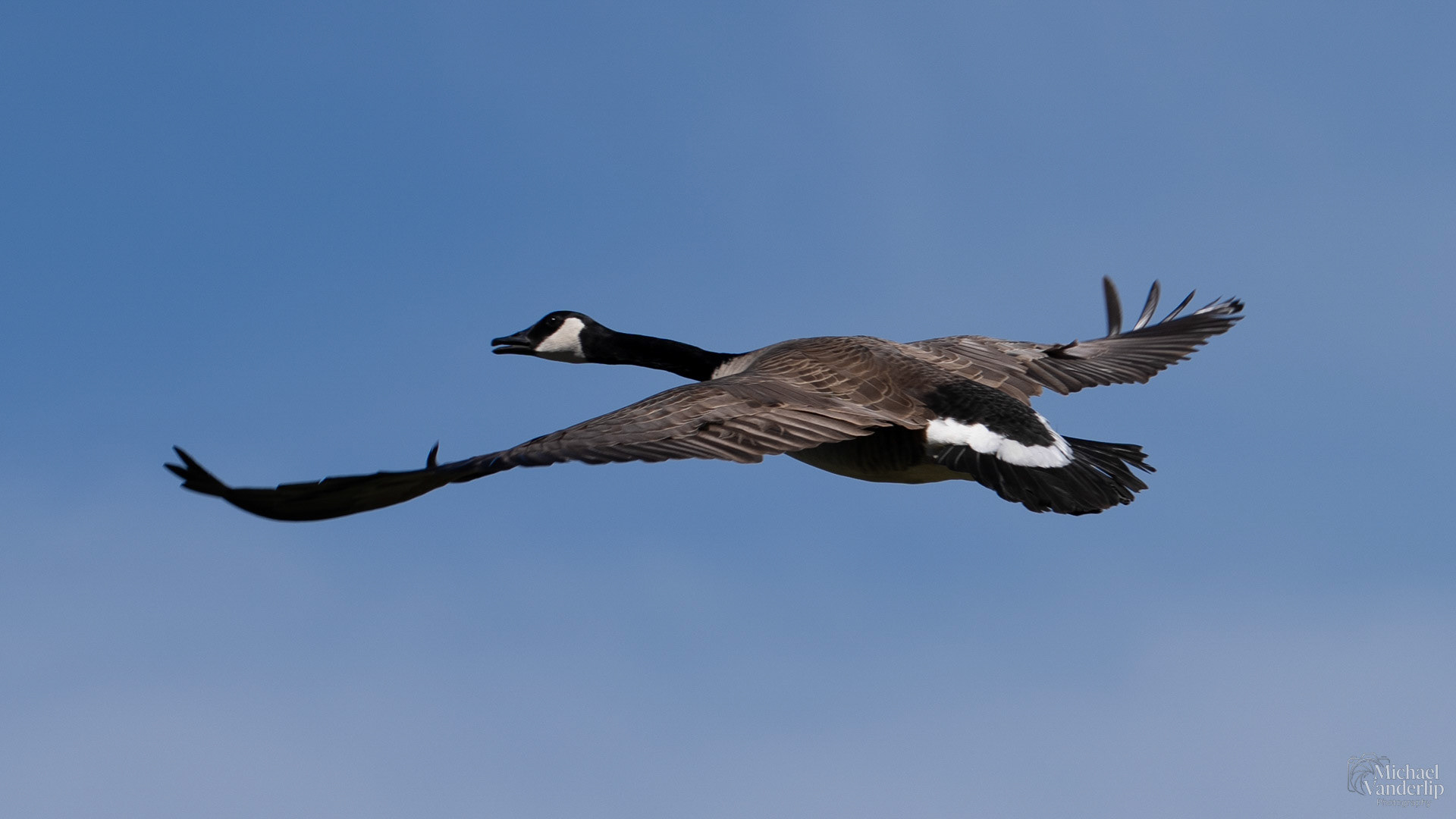 Canada Goose along the Bear Creek Greenway near Talent, Oregon.
