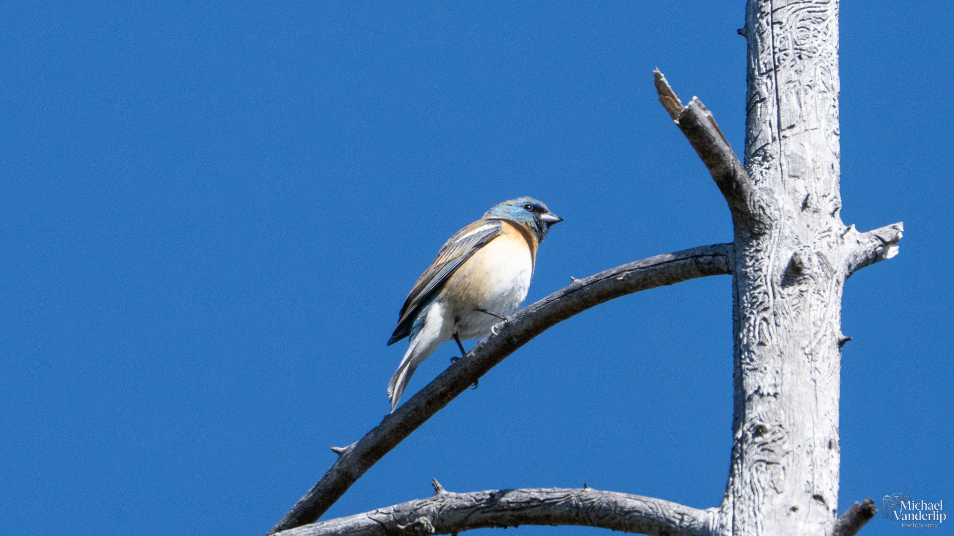 Lazuli Bunting along the Roxy Ann Trail, Medford, Oregon.