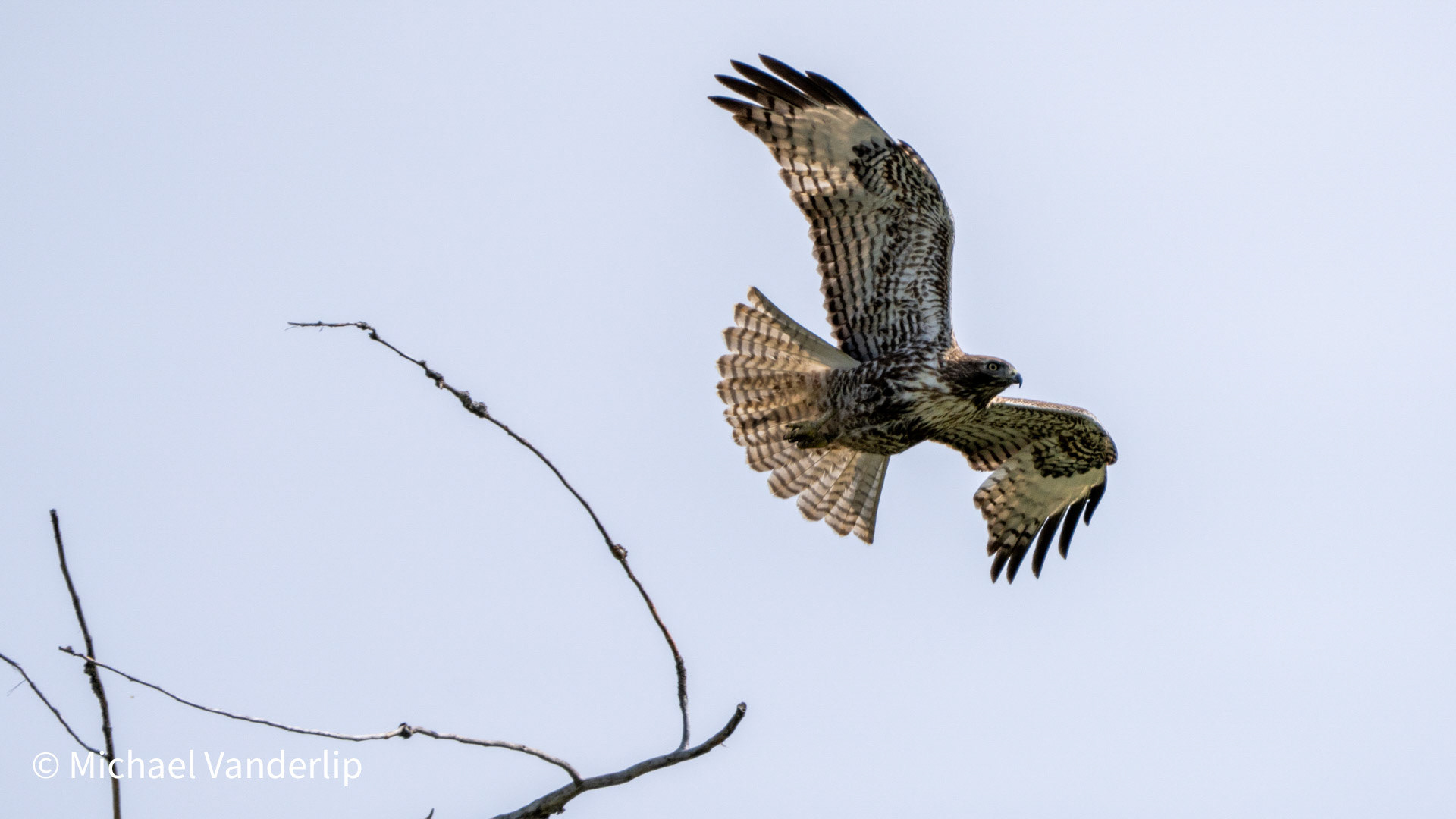 An immature Red Tailed Hawk along the Bear Creek Talent Greenway.