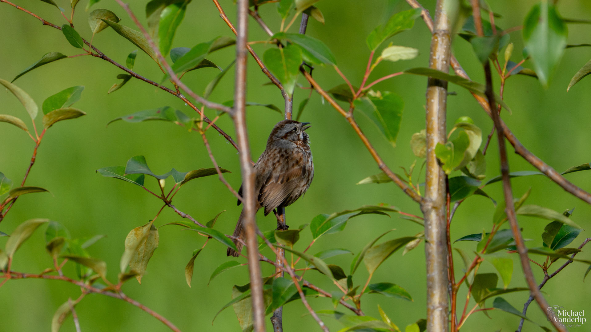 Song Sparrow along the Bear Creek Greenway near Talent, Oregon.