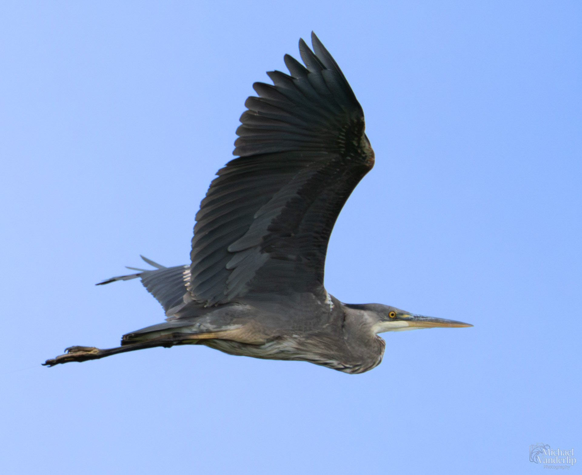 Great Blue Heron along the Bear Creek Greenway near Talent, Oregon.