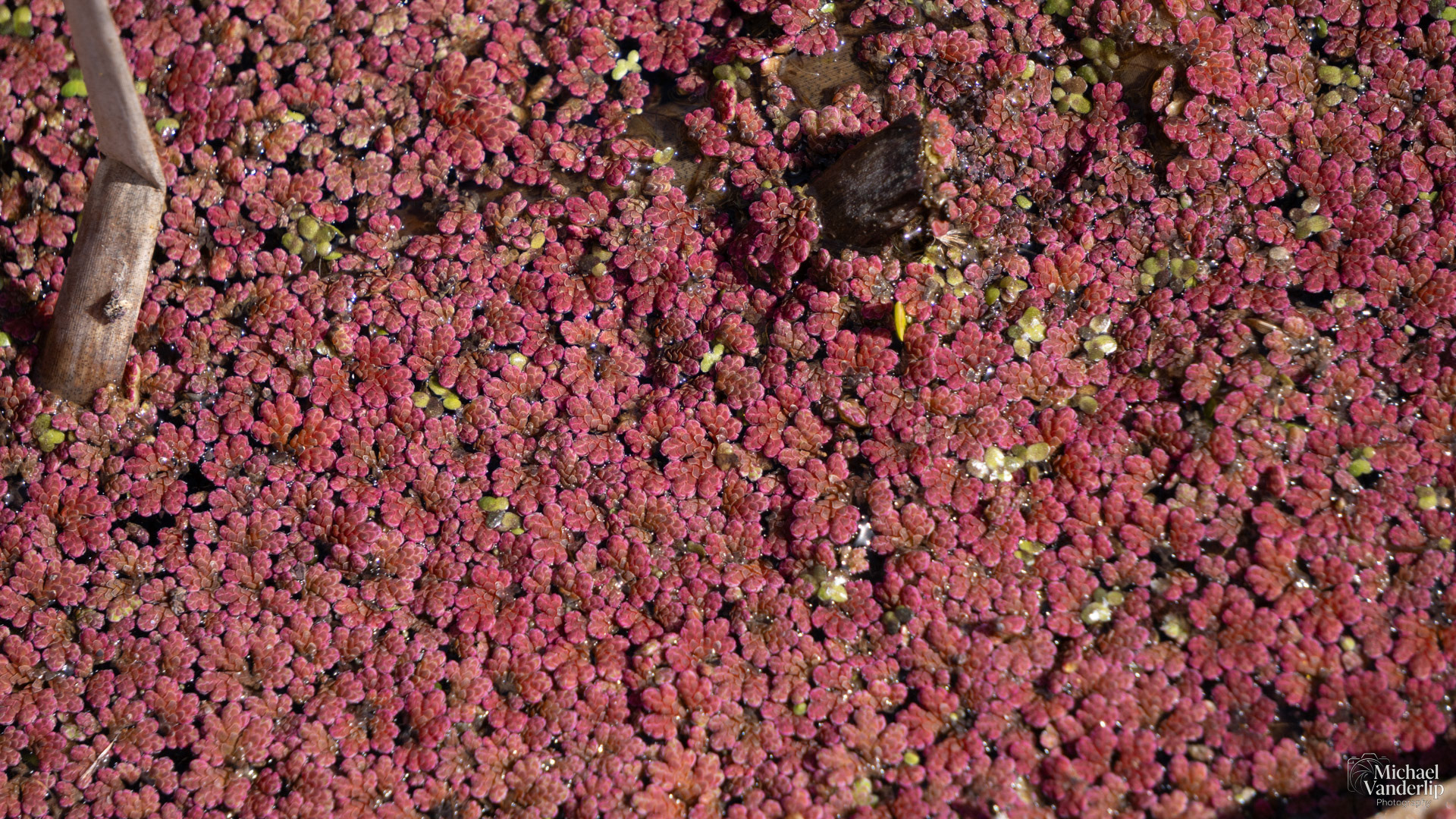 Azolla (Red Water Fern) along the Bear Creek Greenway near Talent, Oregon.