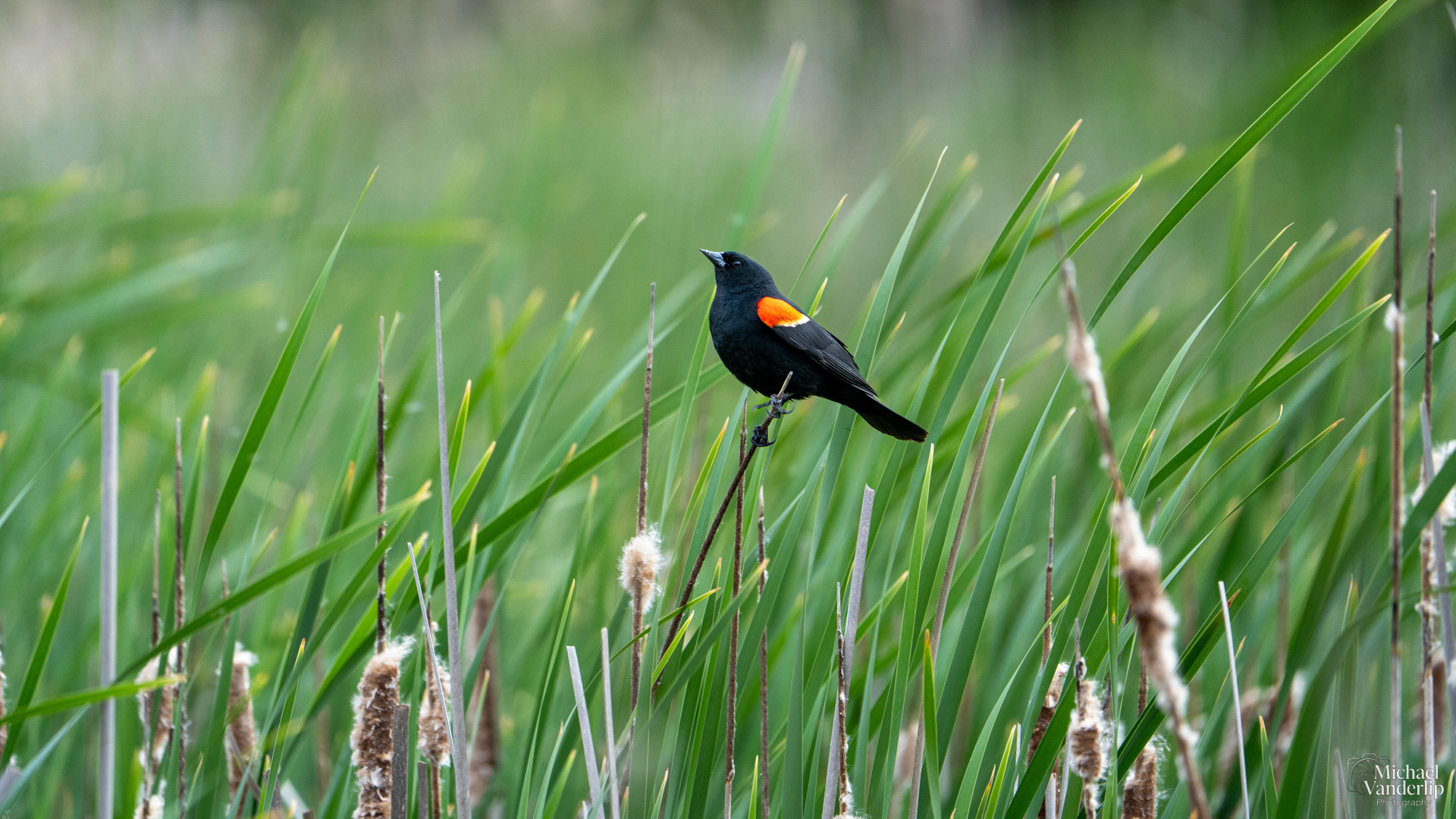 Red WInged Black Bird along the Beer Creek Greenway near Talent, Oregon.