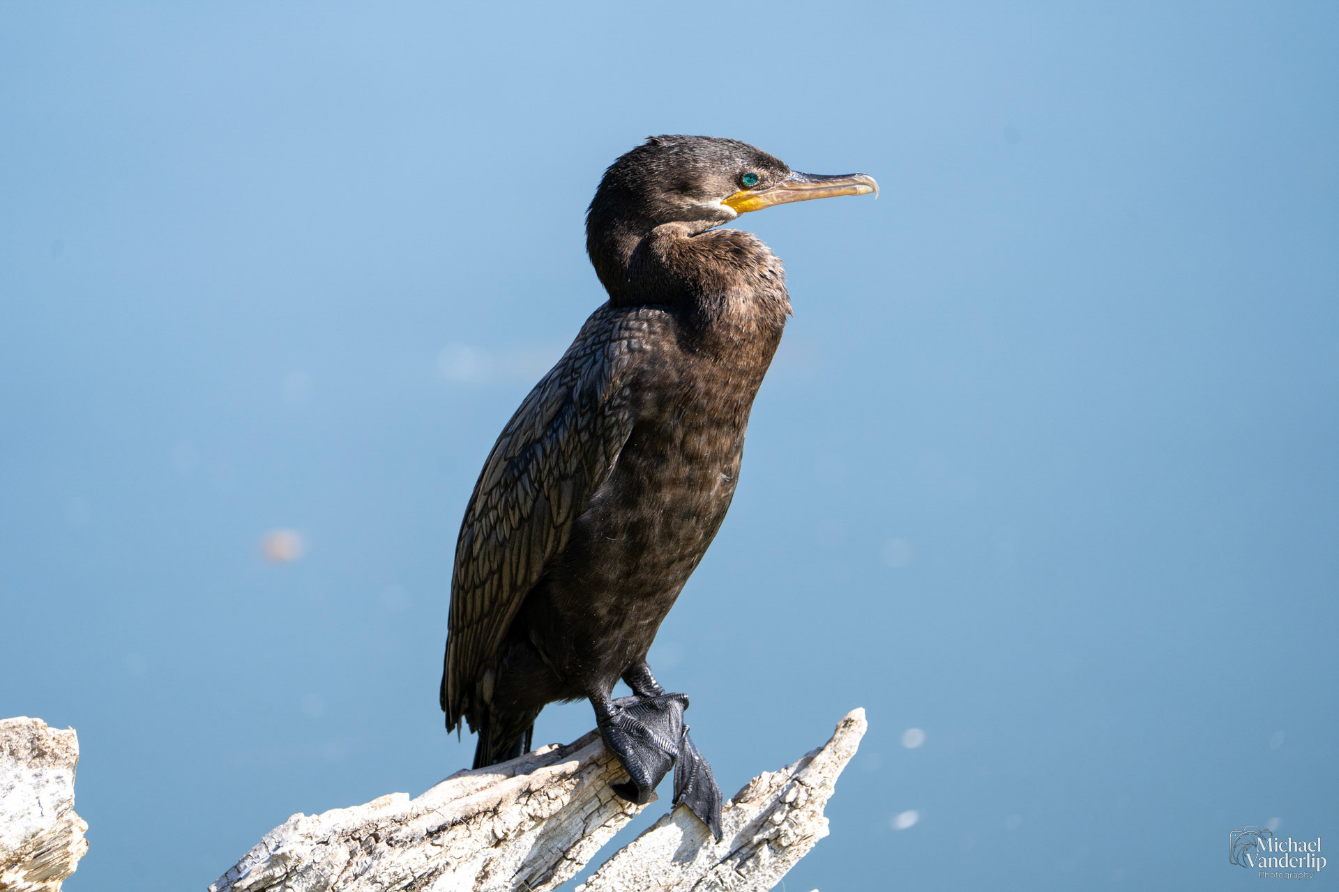 Neotropic Cormorant by a pond in Albuquerque, New Mexico.