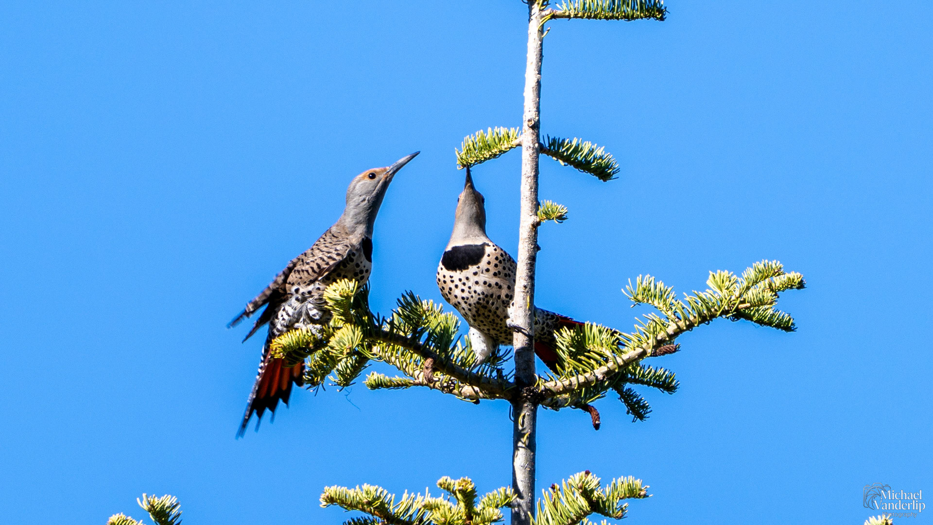 Northern Flicker along the Wagner Butte Trail near Talent, Oregon.