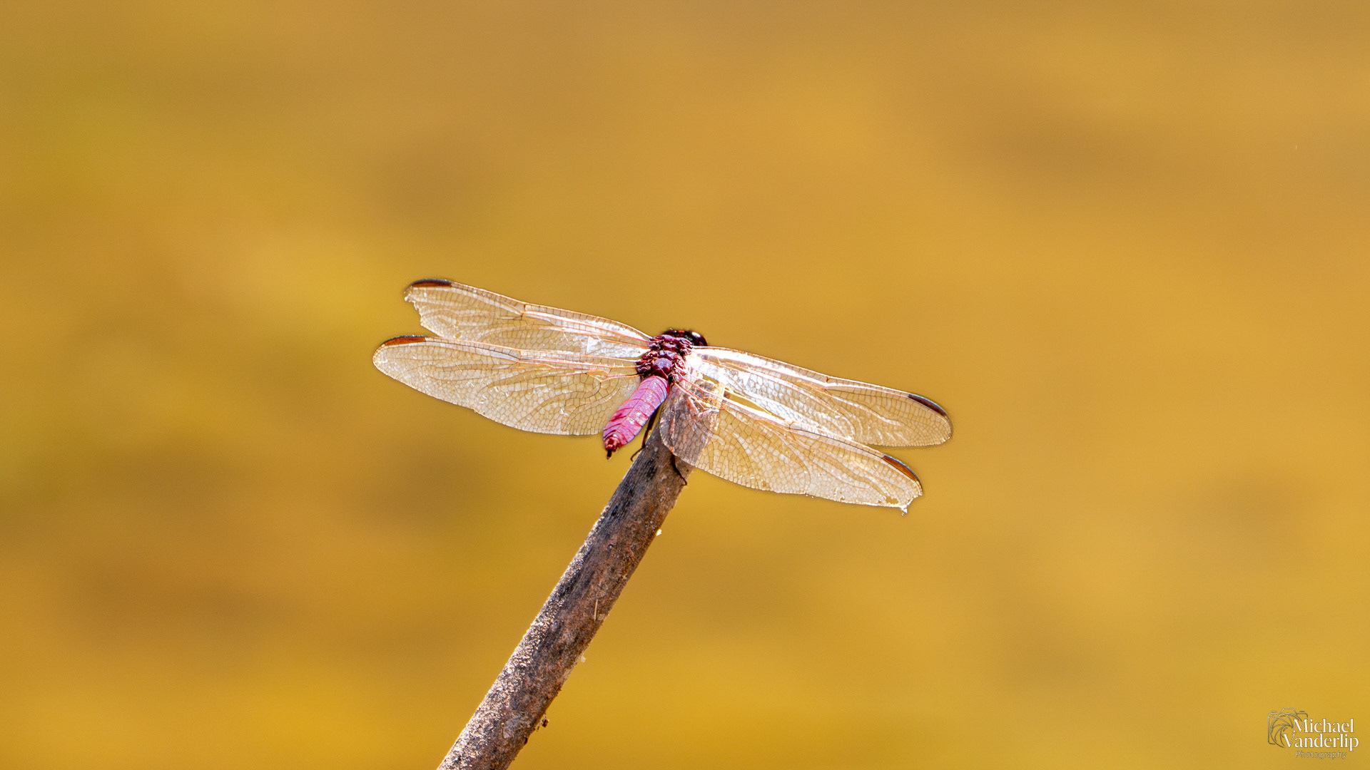 Roseate Skimmer Dragonfly in the hills by Sedona, Arizona.