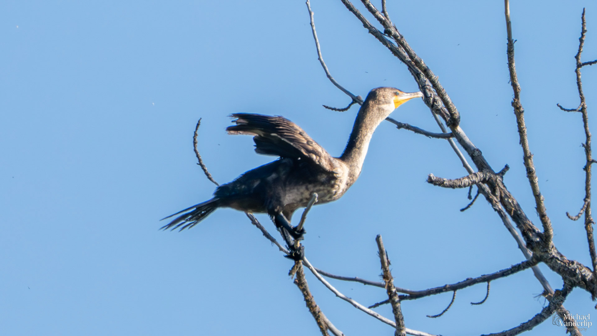 Double-Crested Cormorant along the Bear Creek Greenway near Talent, Oregon.