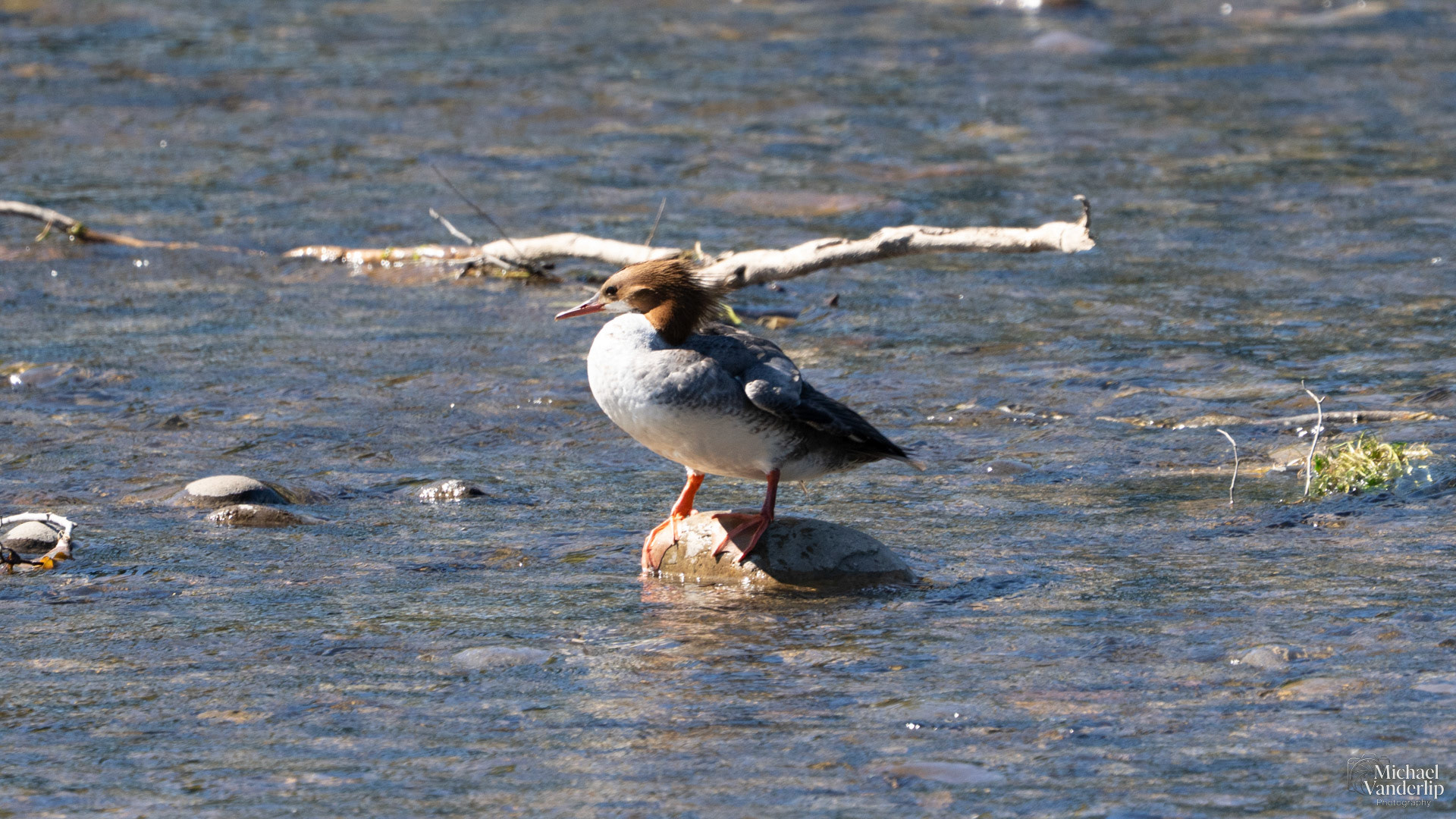 Common Mergansers in the Rouge River at Tou Velle Park, White City, Oregon.