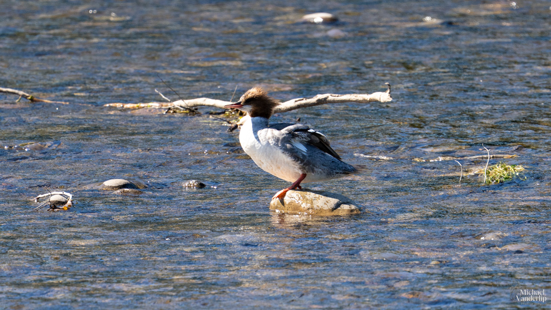 Common Mergansers in the Rouge River at Tou Velle Park, White City, Oregon.