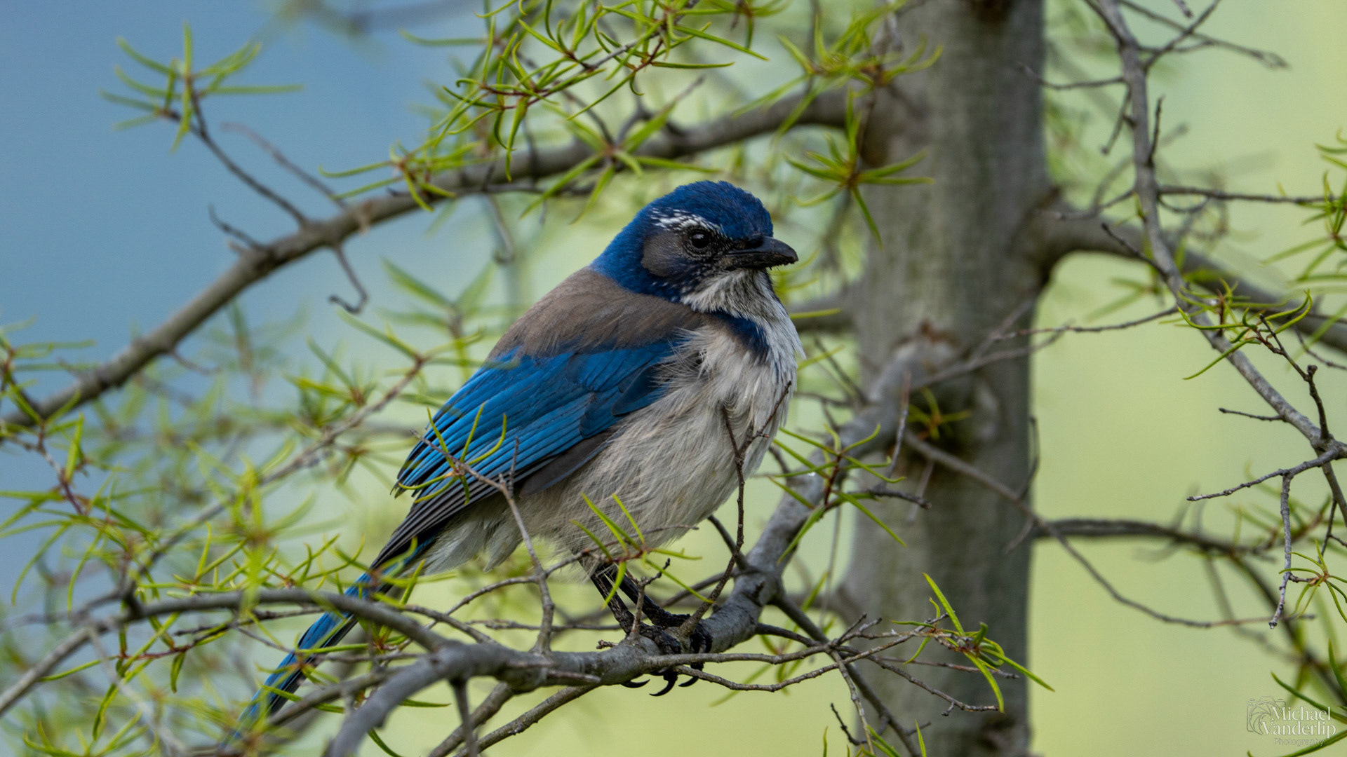 California Scrub Jay along the Bear Creek Greenway near Talent, Oregon.