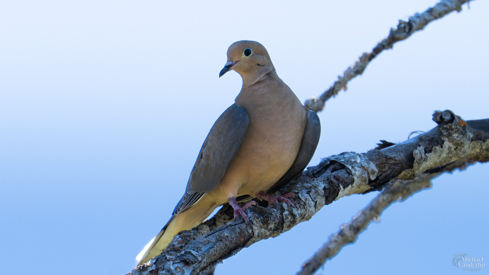 Mourning Dove along the Bear Creek Greenway.