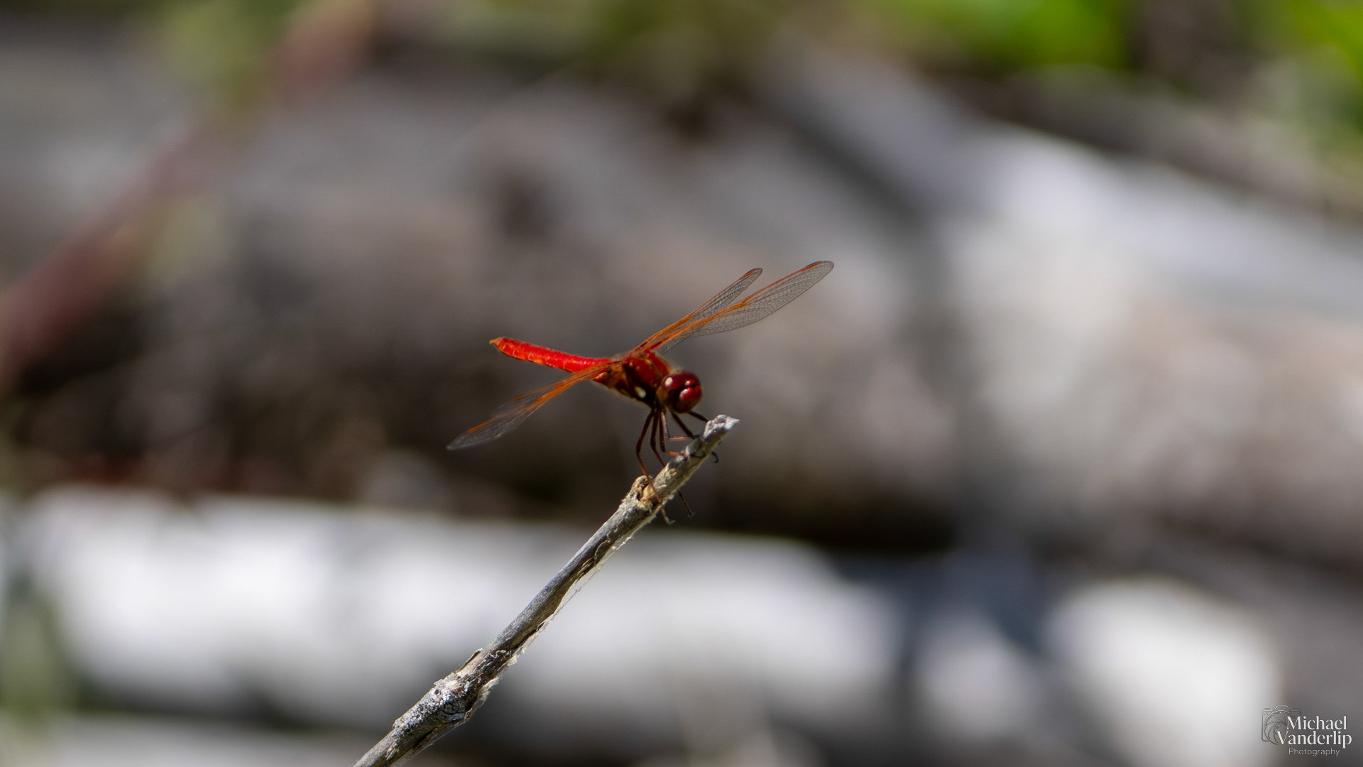 Scarlet Dragonfly along the Bear Creek Greenway near Talent, Oregon.