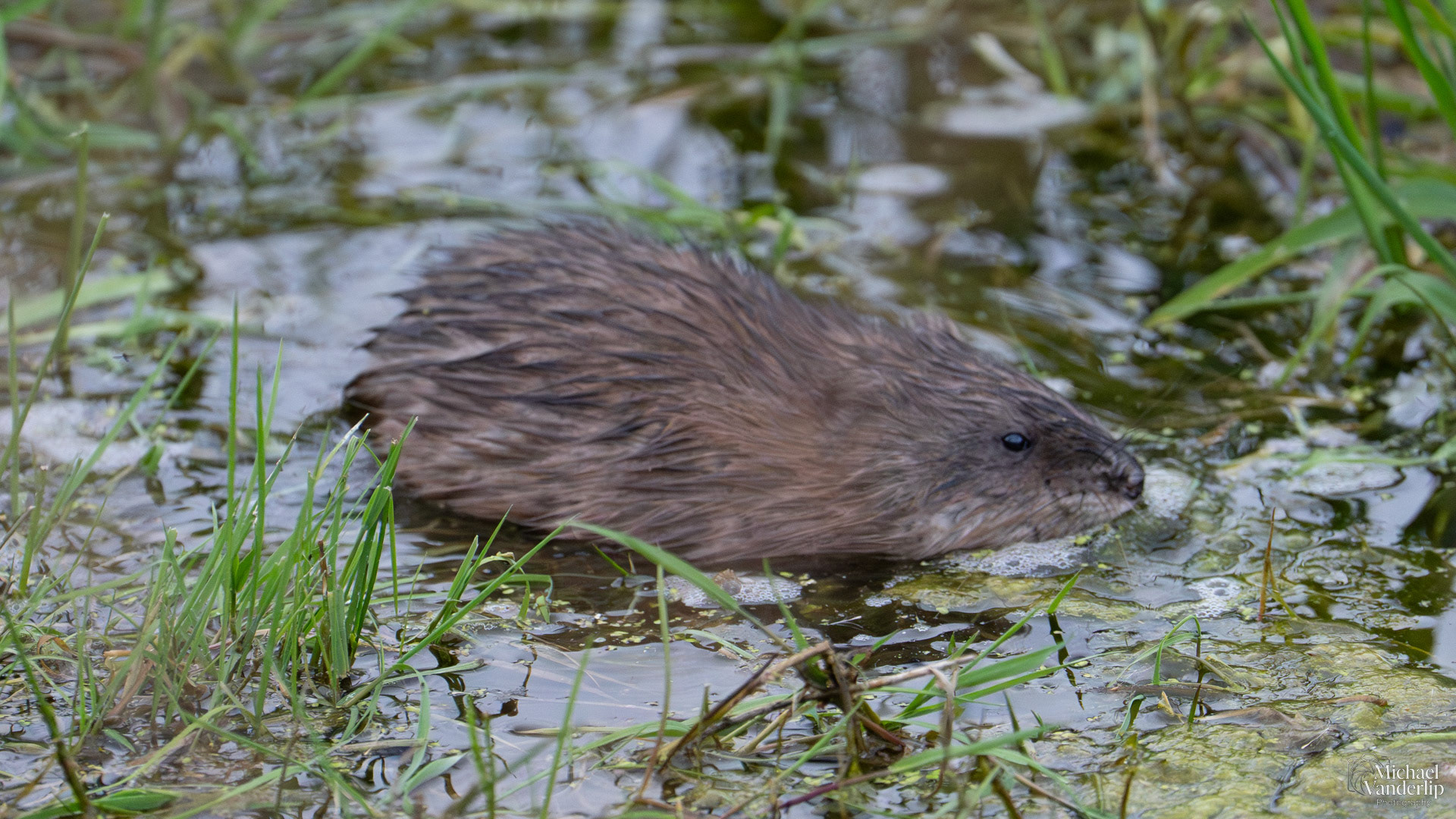 Muskrat along the Bear Creek Greenway near Talent, Oregon.