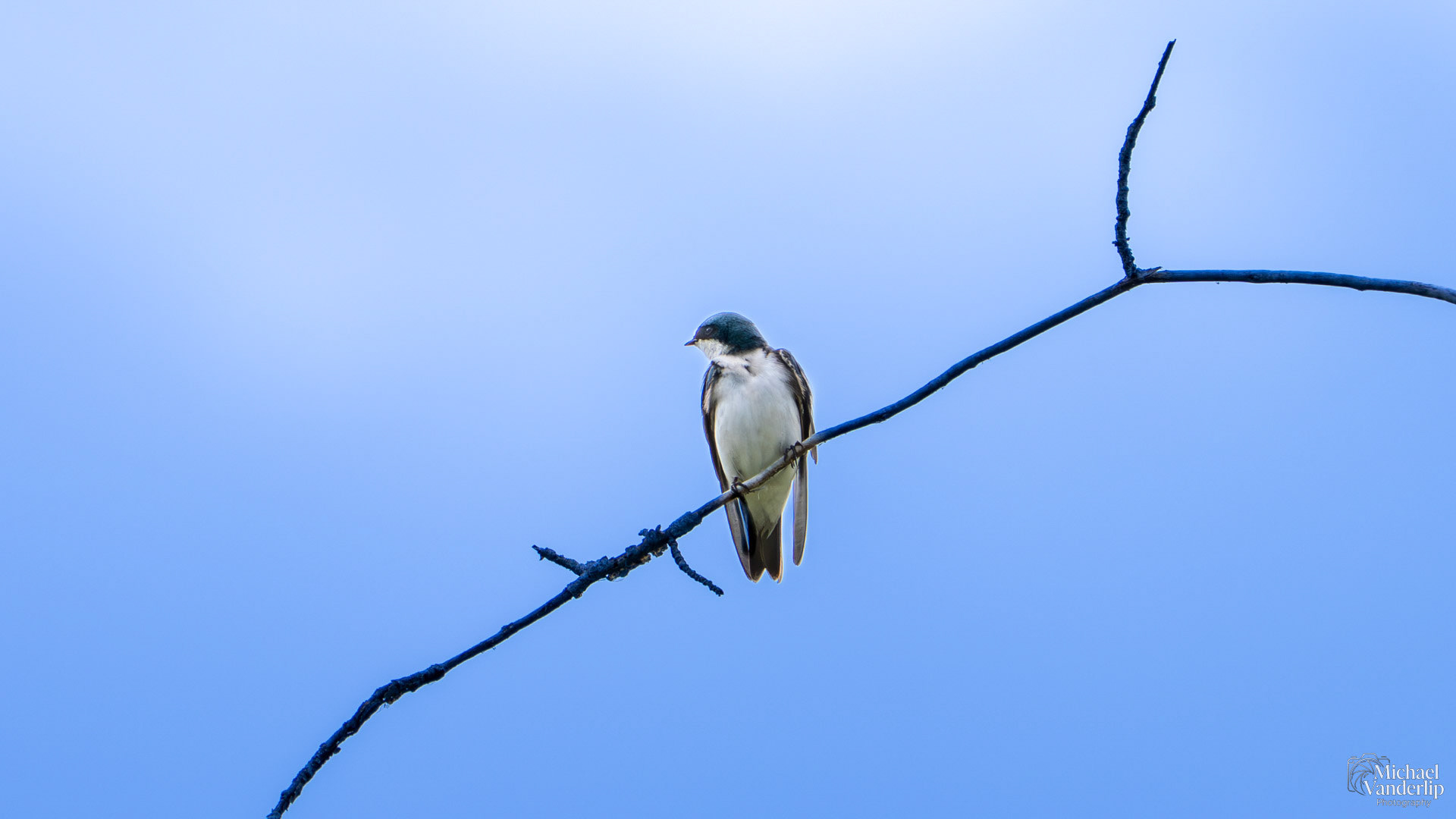 Tree Swallow along the Bear Creek Greenway near Talent, Oregon.