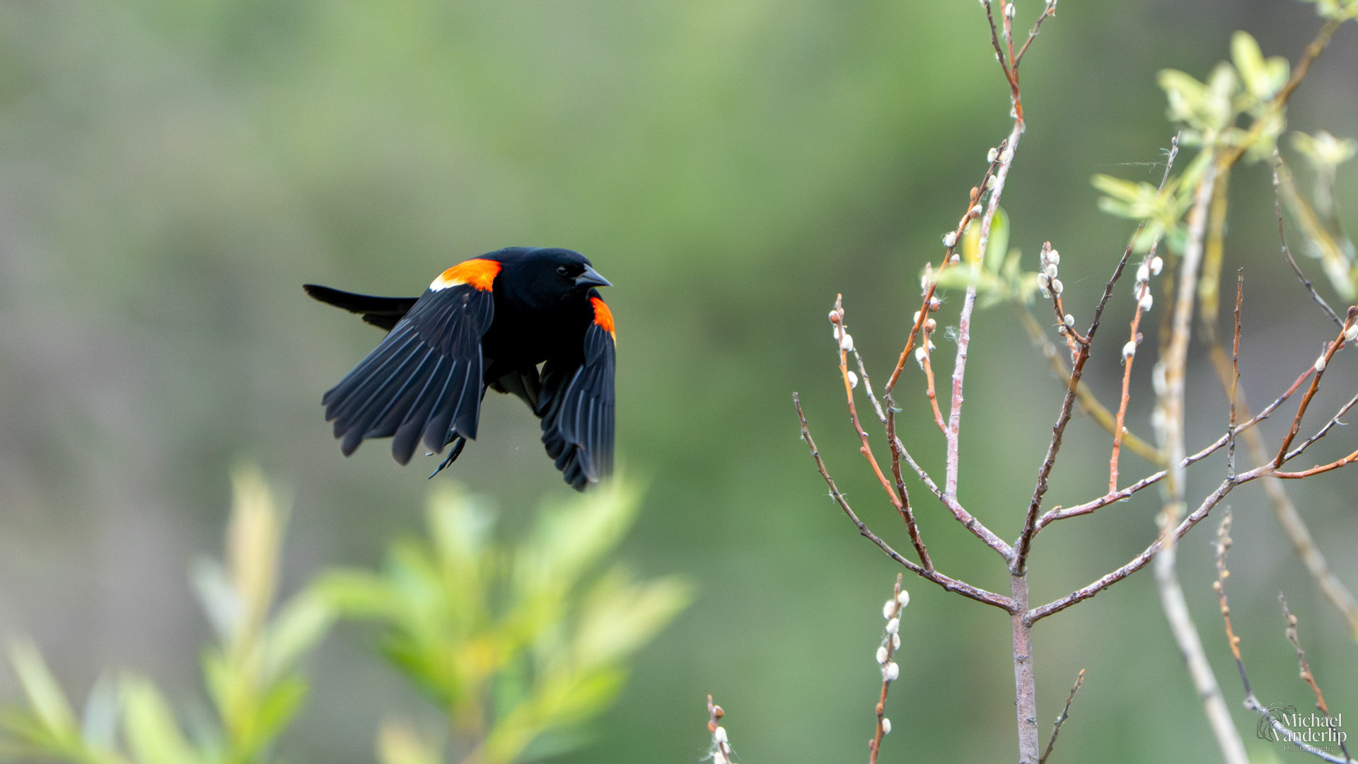Red Winged Black Bird along the Bear Creek Greenway near Talent, Oregon.