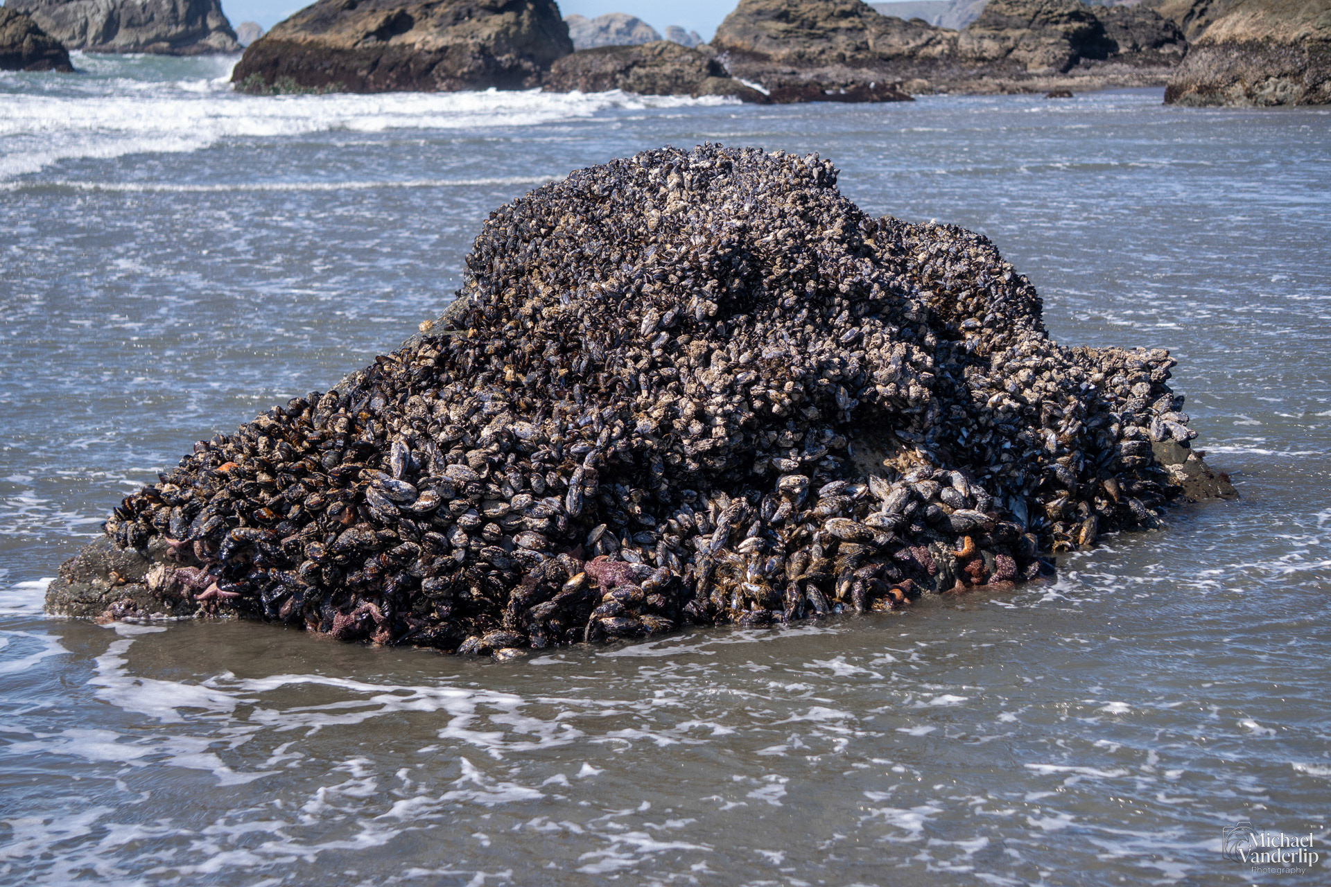 Mussel along the coast, Harris Beach, Brookings, Oregon.