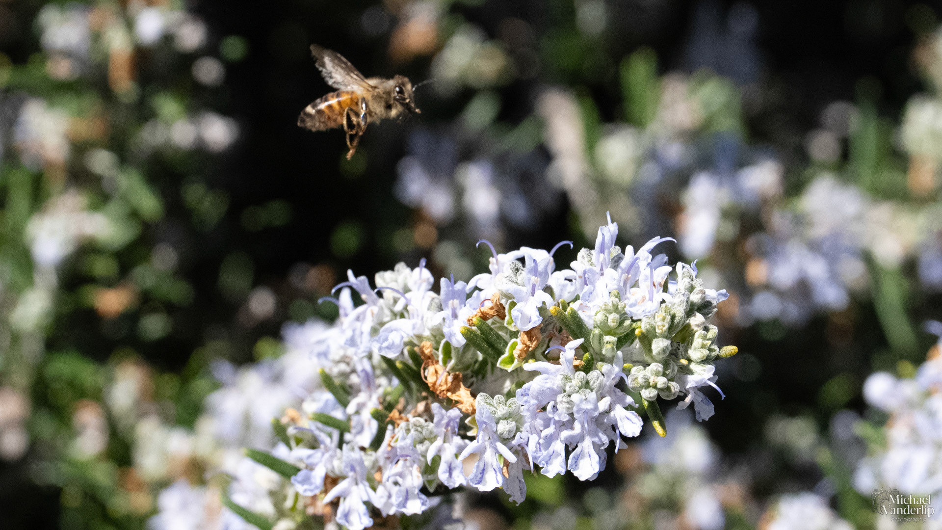 Honey Bee on a Rosemary plant in Talent, Oregon.