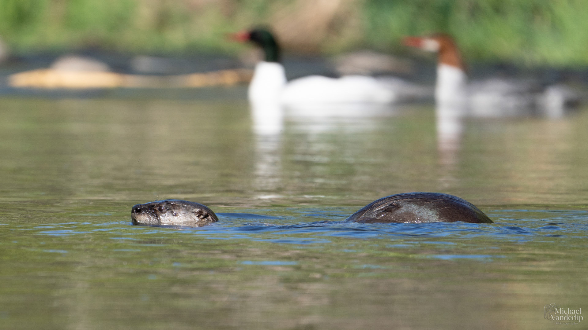 River Otter in Bear Creek along the Bear Creek Greenway near Talent, Oregon.