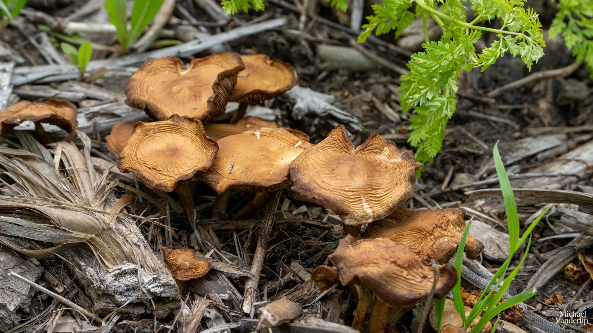 Wavy Cap Mushrooms along the Bear Creek Greenway near Talent, Oregon.