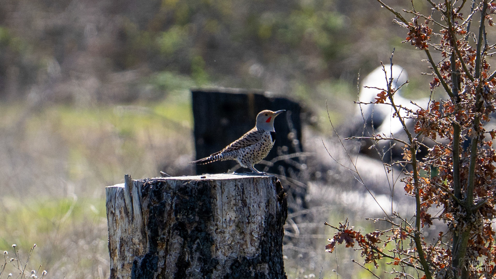 Northern Flicker along the Bear Creek Greenway near Talent, Oregon.