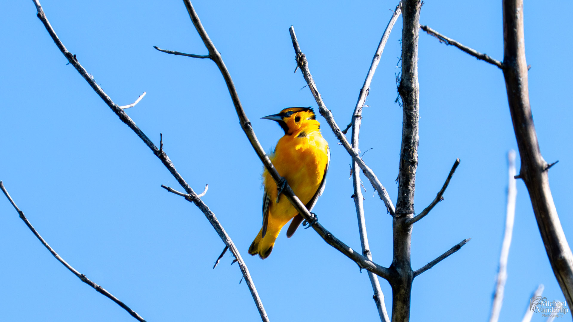 Bullock's Oriole along the Bear Creek Greenway near Talent, Oregon.