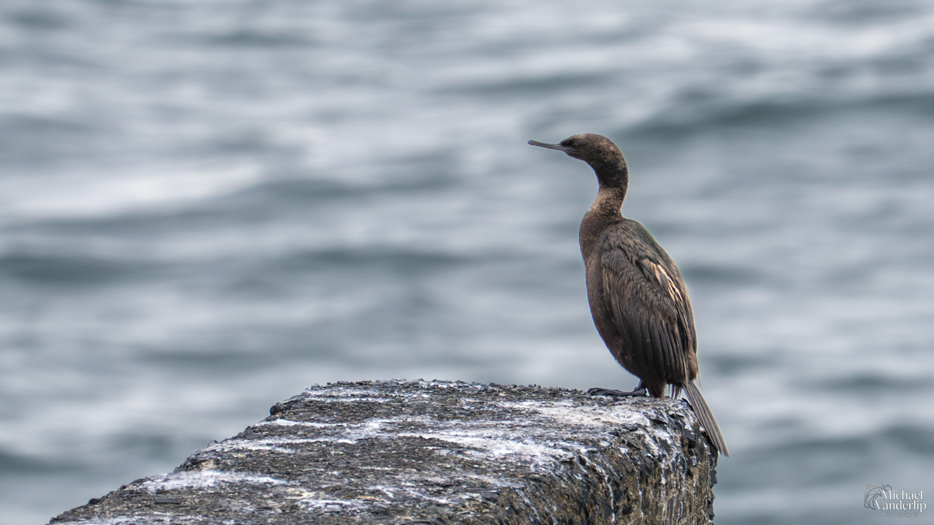 Brandt's Cormorant on the coast, Depoe Bay, Oregon.