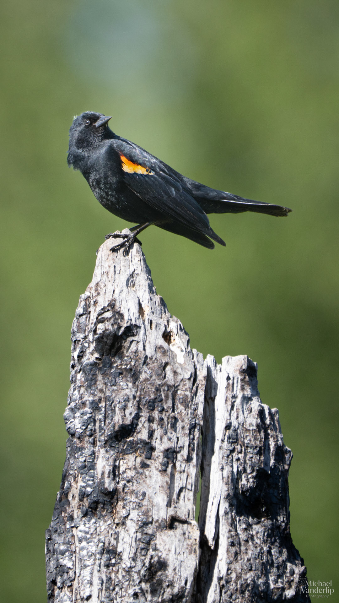 Red Winged Black Bird along the Bear Creek Greenway near Talent, Oregon.