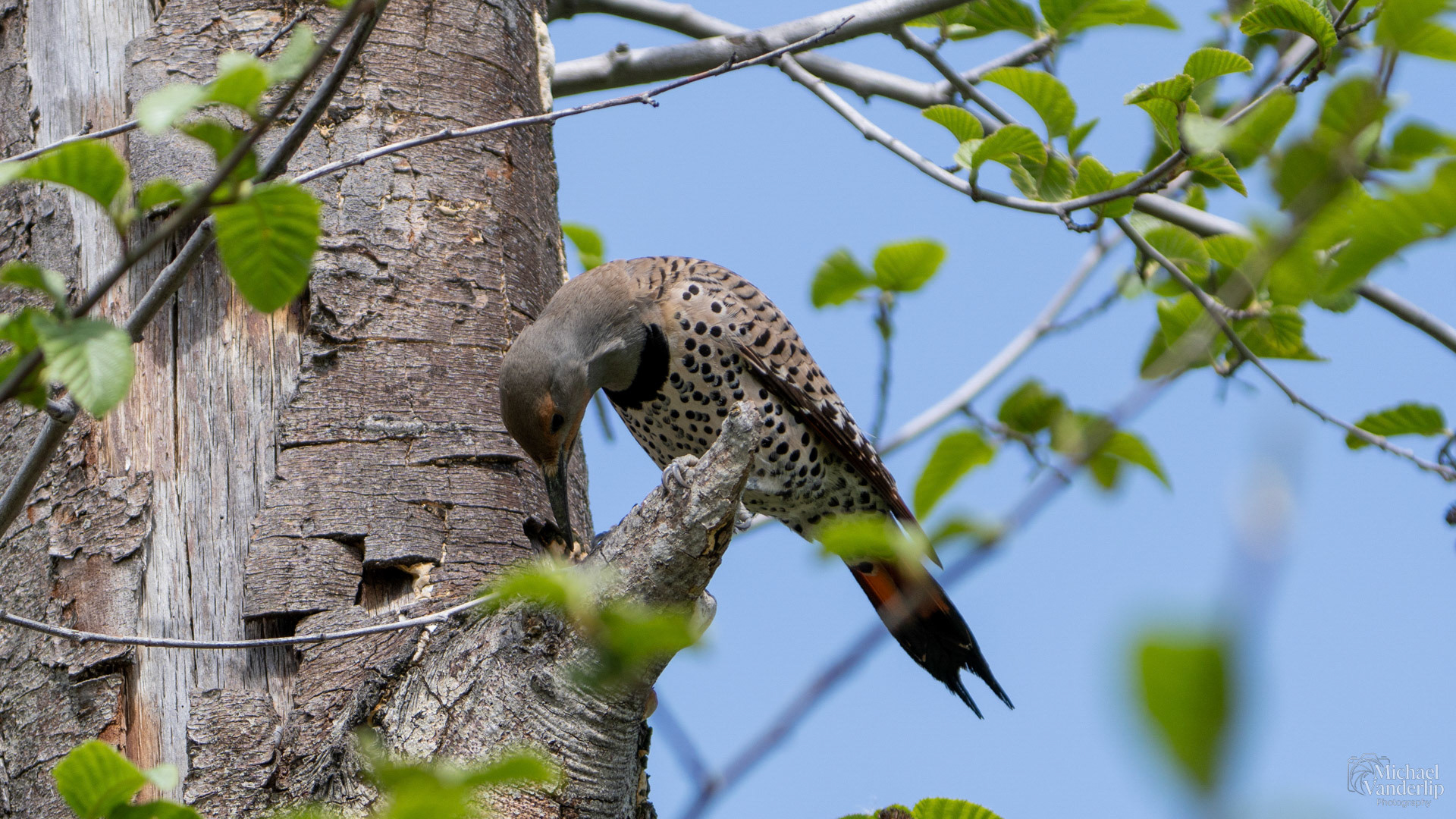 Northern Flicker along the Bear Creek Greenway near Talent, Oregon.