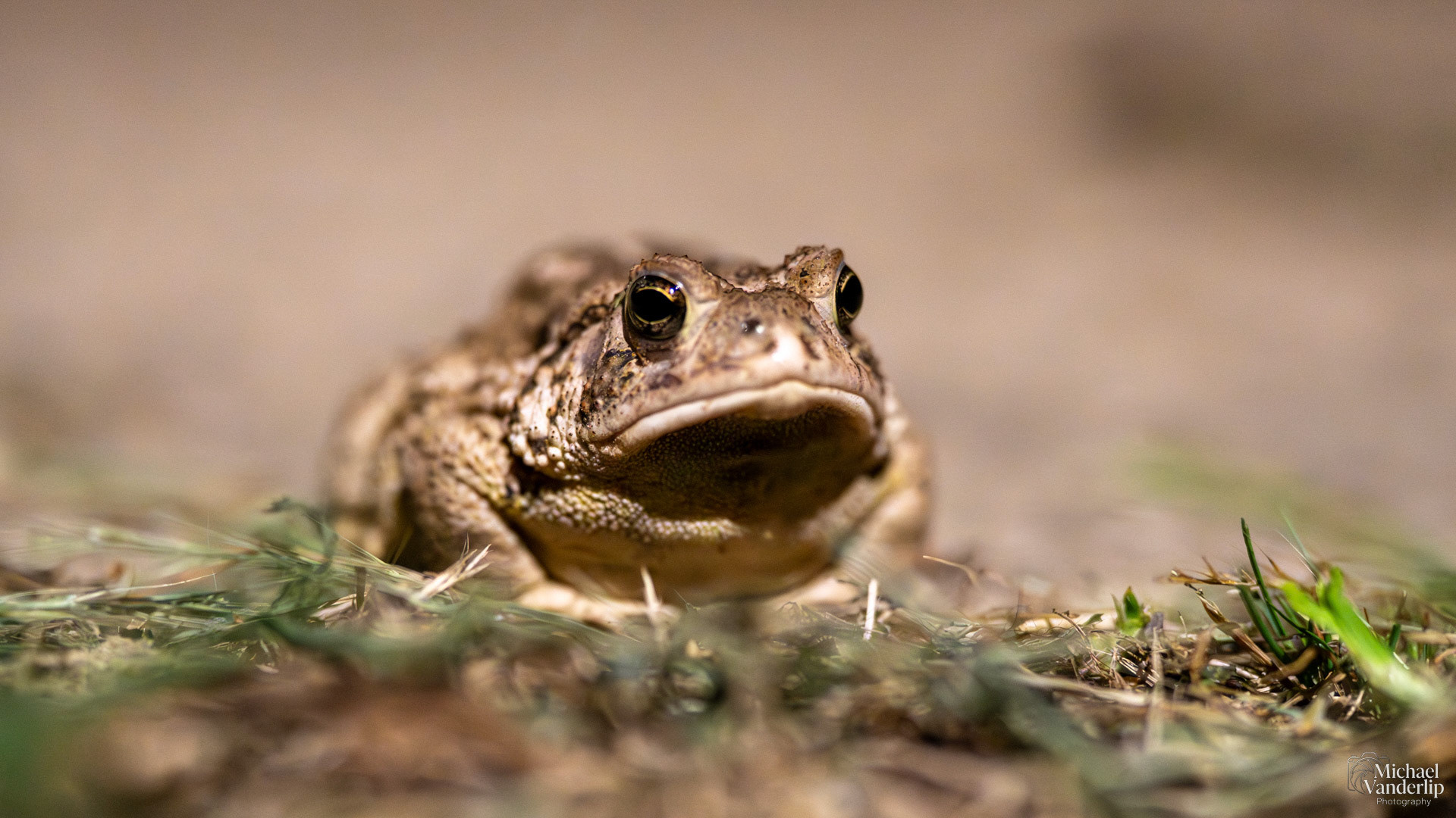 Woodhouse's Toad in Broken Arrow, Oklahoma.
