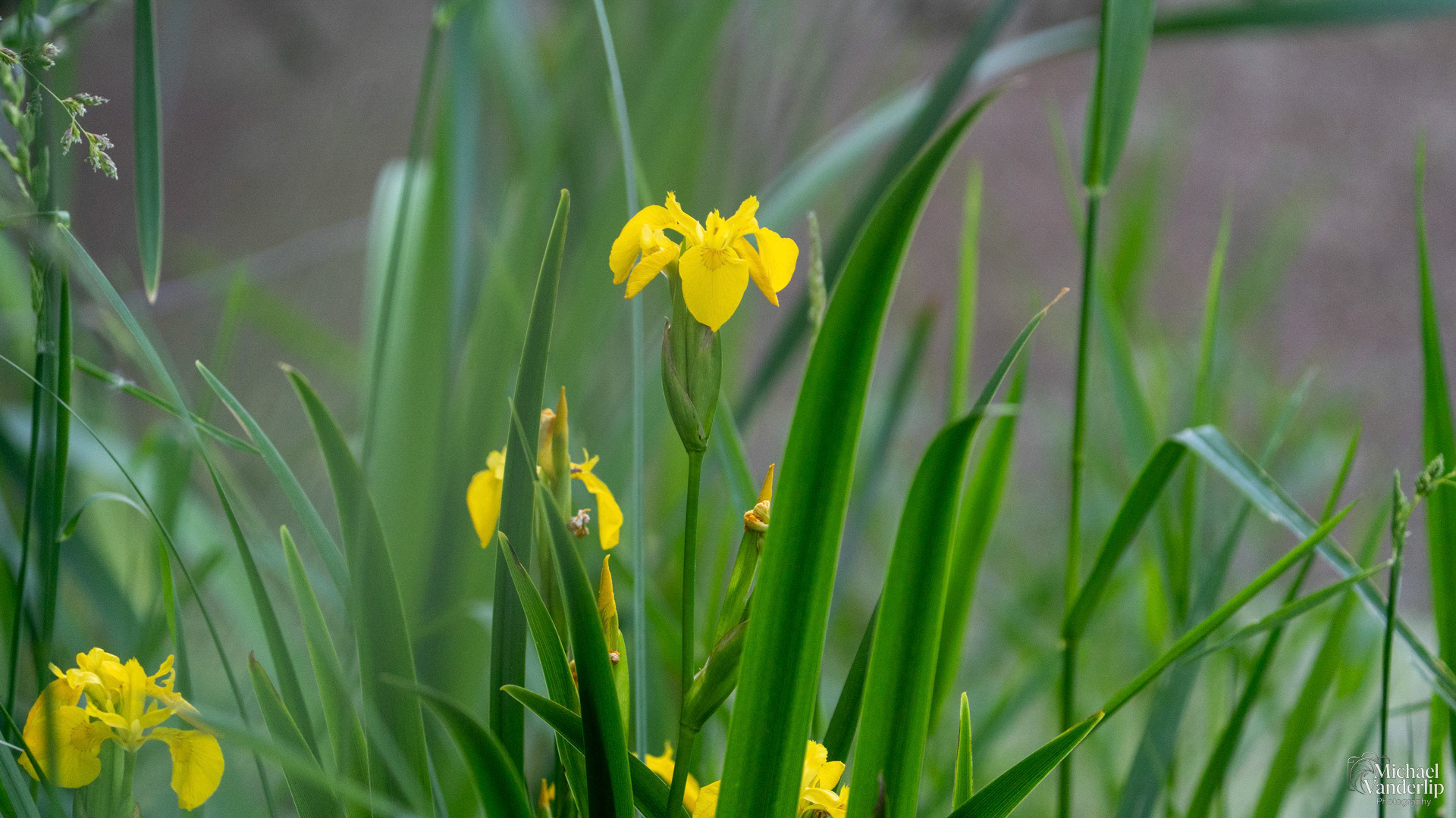 Yellow Iris along the Bear Creek Greenway near Talent, Oregon.