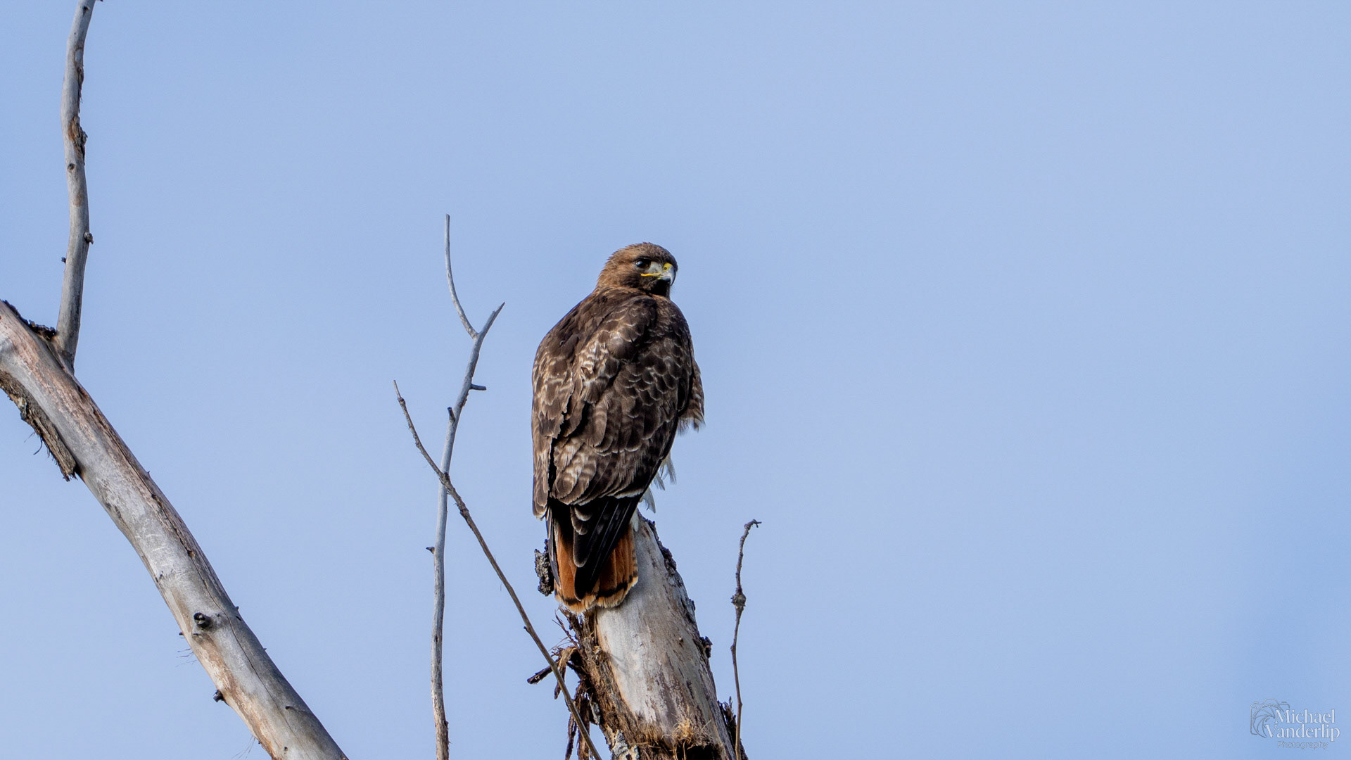 Red Tailed Hawk along the Bear Creek Greenway near Talent, Oregon.