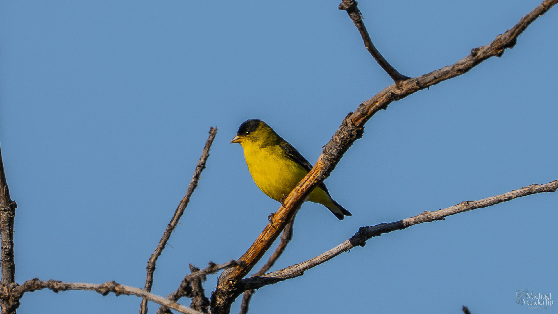 Lesser Goldfinch along the Bear Creek Greenway near Talent, Oregon.