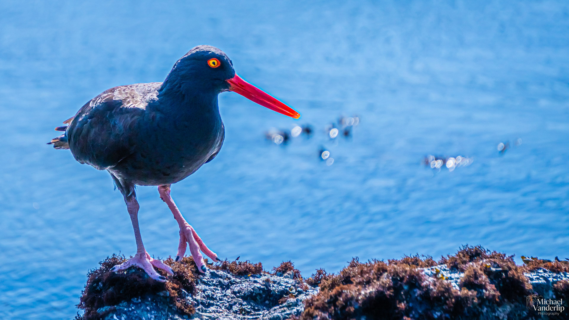 Black Oystercatcher on Harris Beach, Brookings, Oregon.