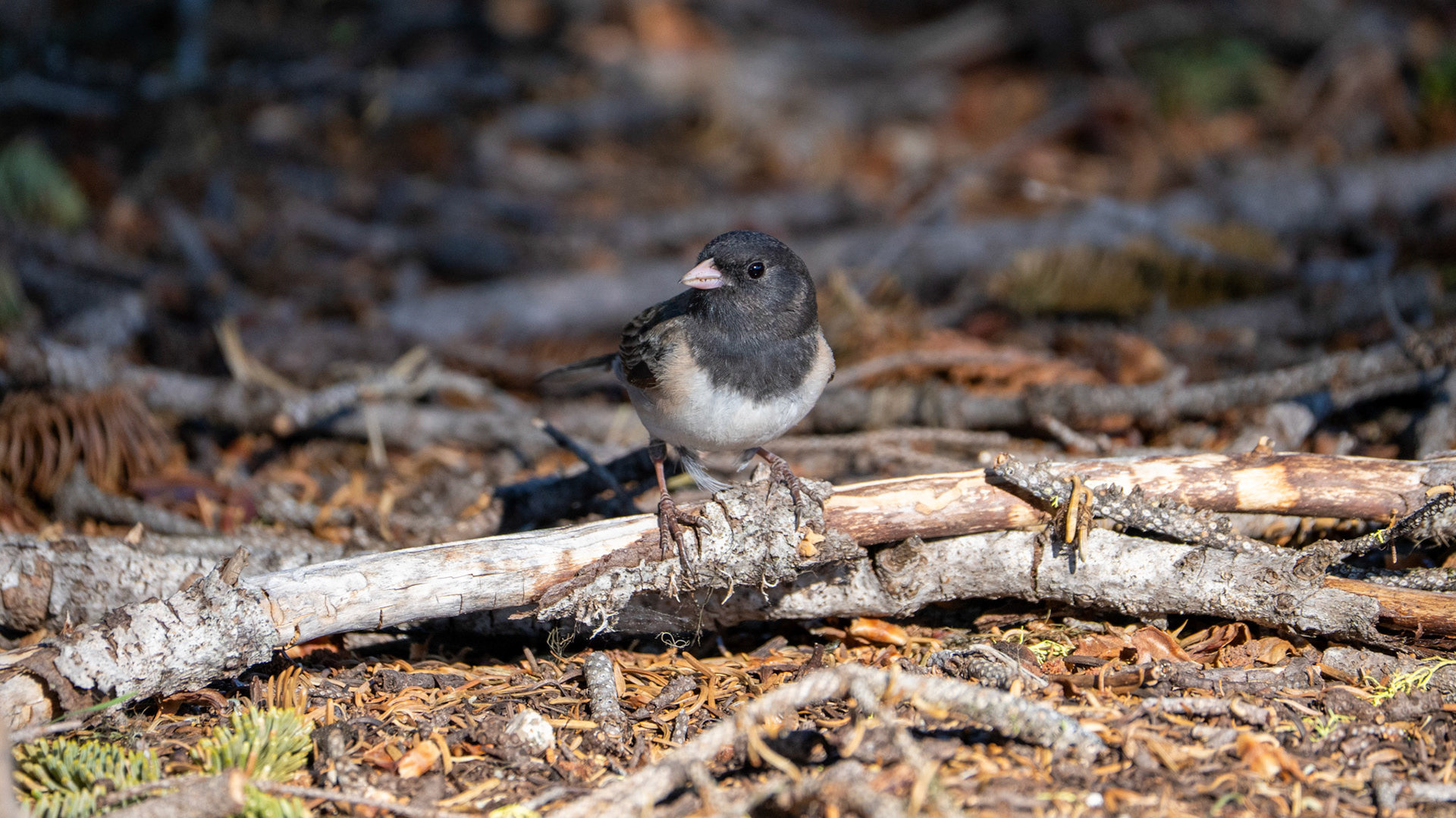 Dark-Eyed Junco along the Pacific Crest Trail near Mt. Ashland, Oregon.