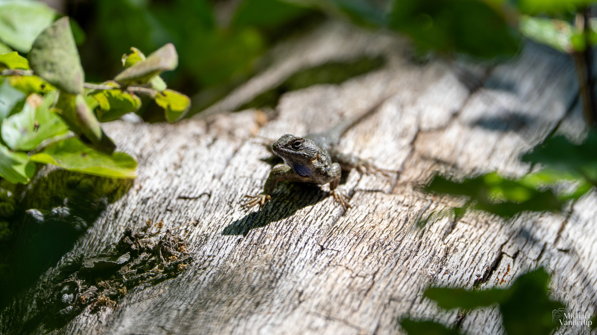 Western Fence Lizard along the Upper Table Rock Trail, Central Point, Oregon.