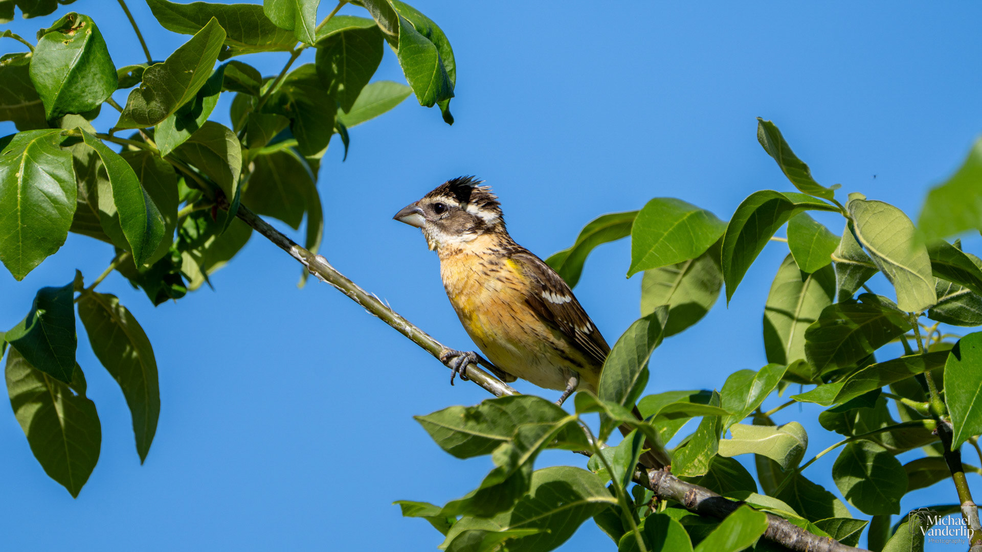Black-Headed Grosbeak along the Bear Creek Greenway near Talent, Oregon.
