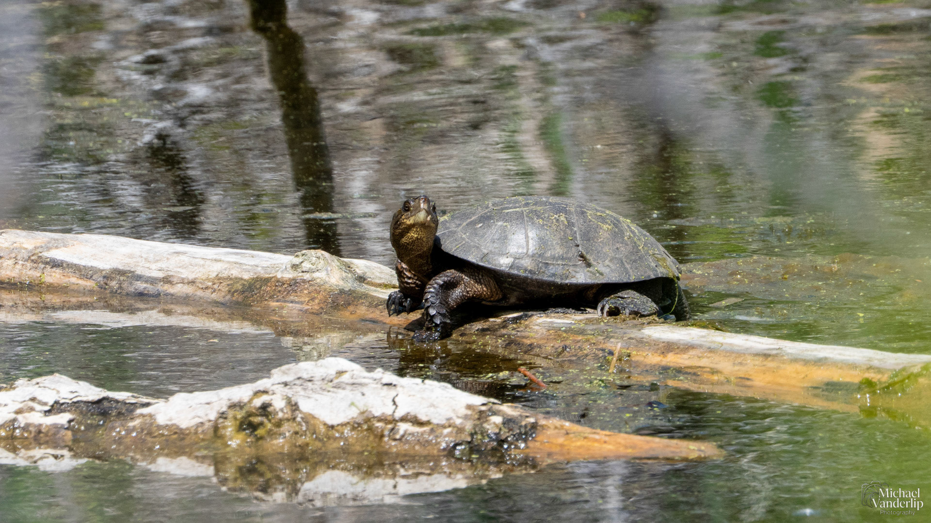 Western Pond Turtle along the Bear Creek Greenway near Talent, Oregon.