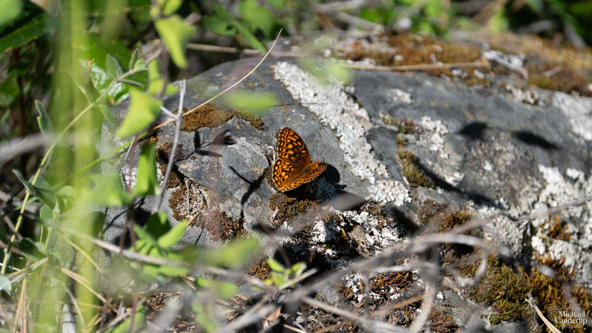 Hydaspe Fritillary along the Roxy Ann Trail, Medford, Oregon.
