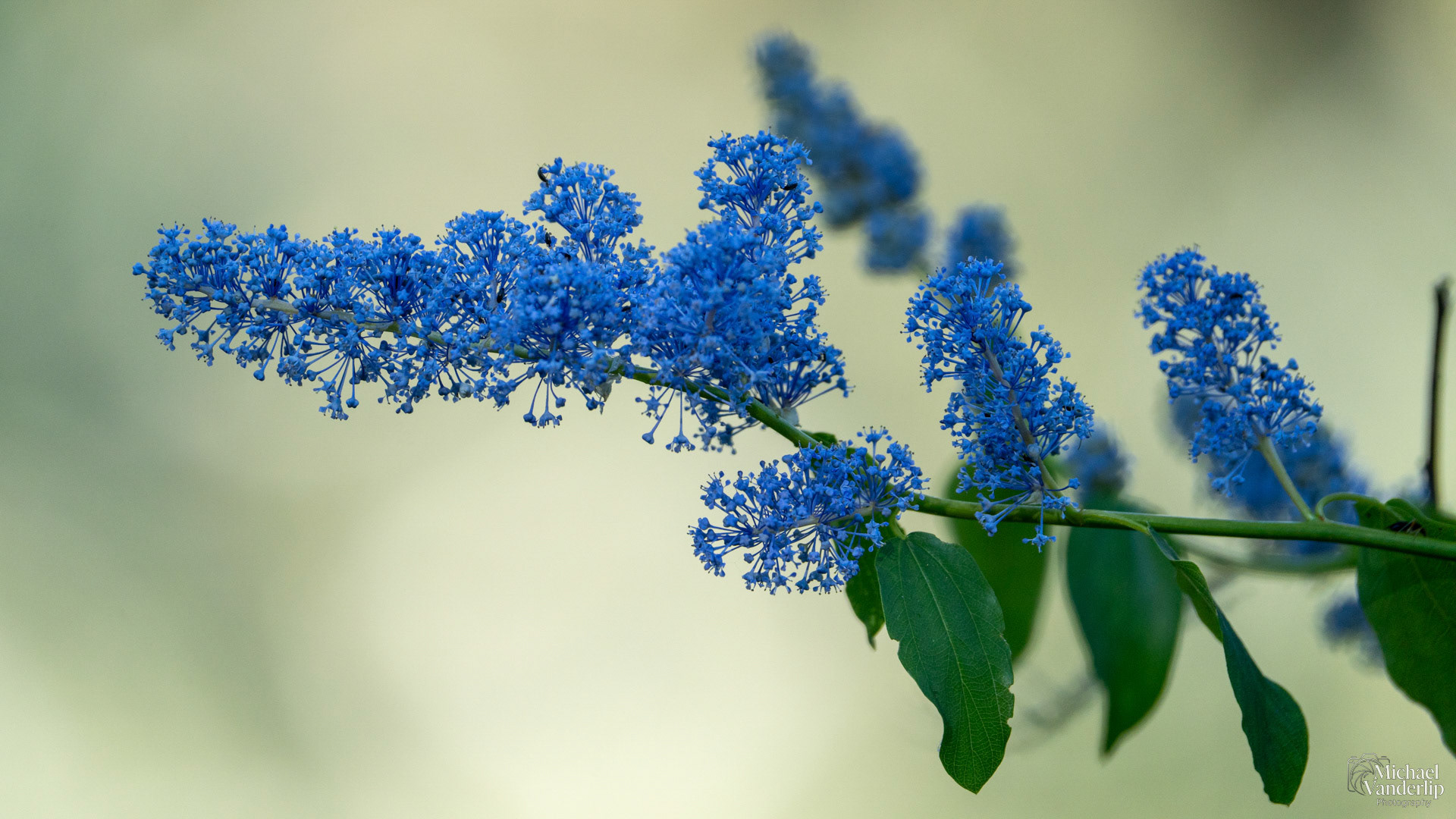 California Lilac along the Roxy Ann Trail, Medford, Oregon.
