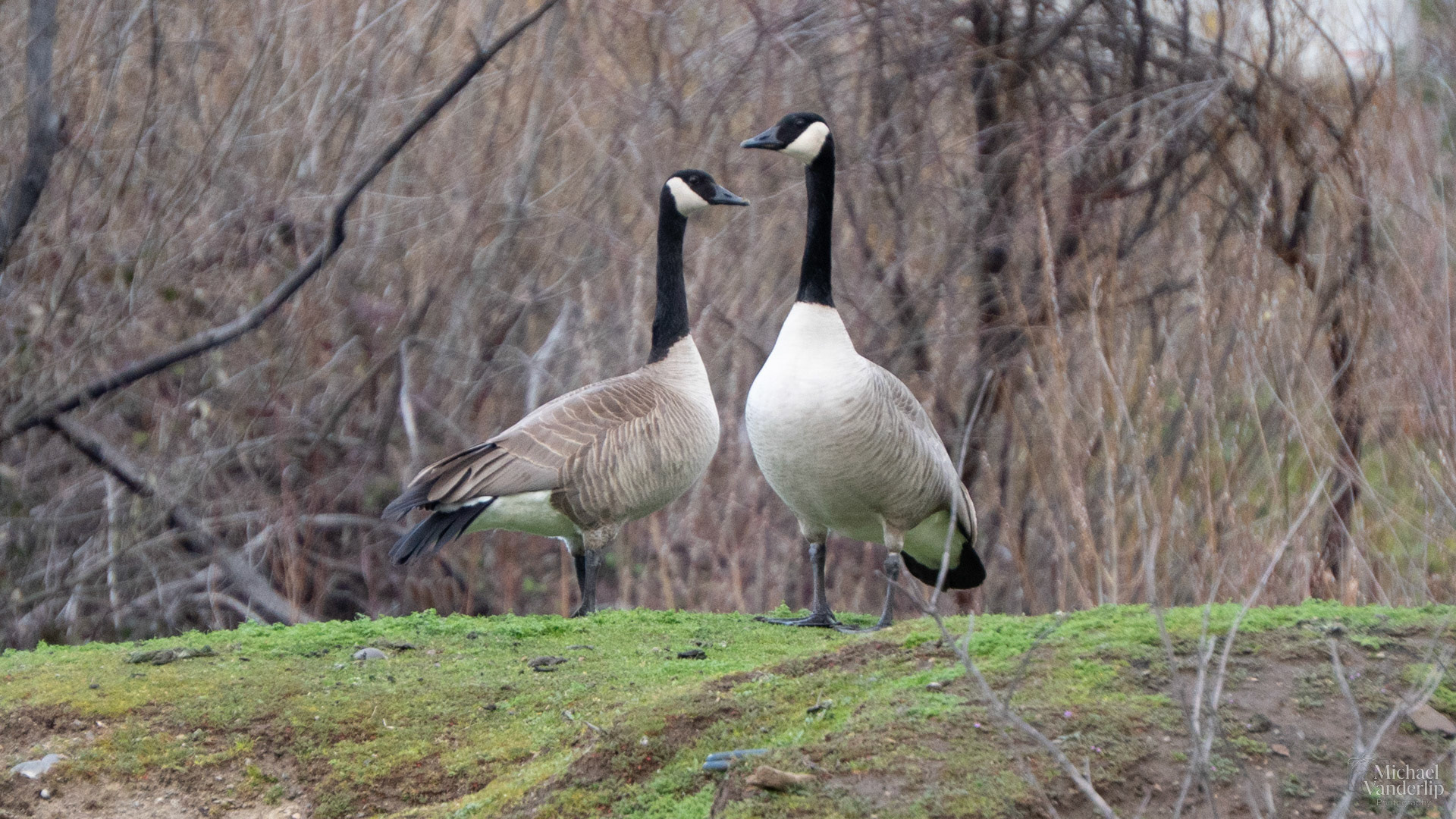 Canada Geese along the Bear Creek Greenway, Talent, Oregon.